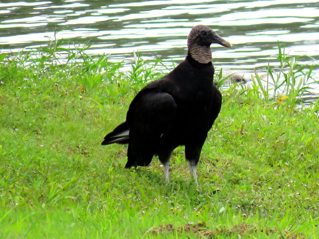 1024x768 Black Vulture. Taken at the park on Nolin Lake in Wax Kent
