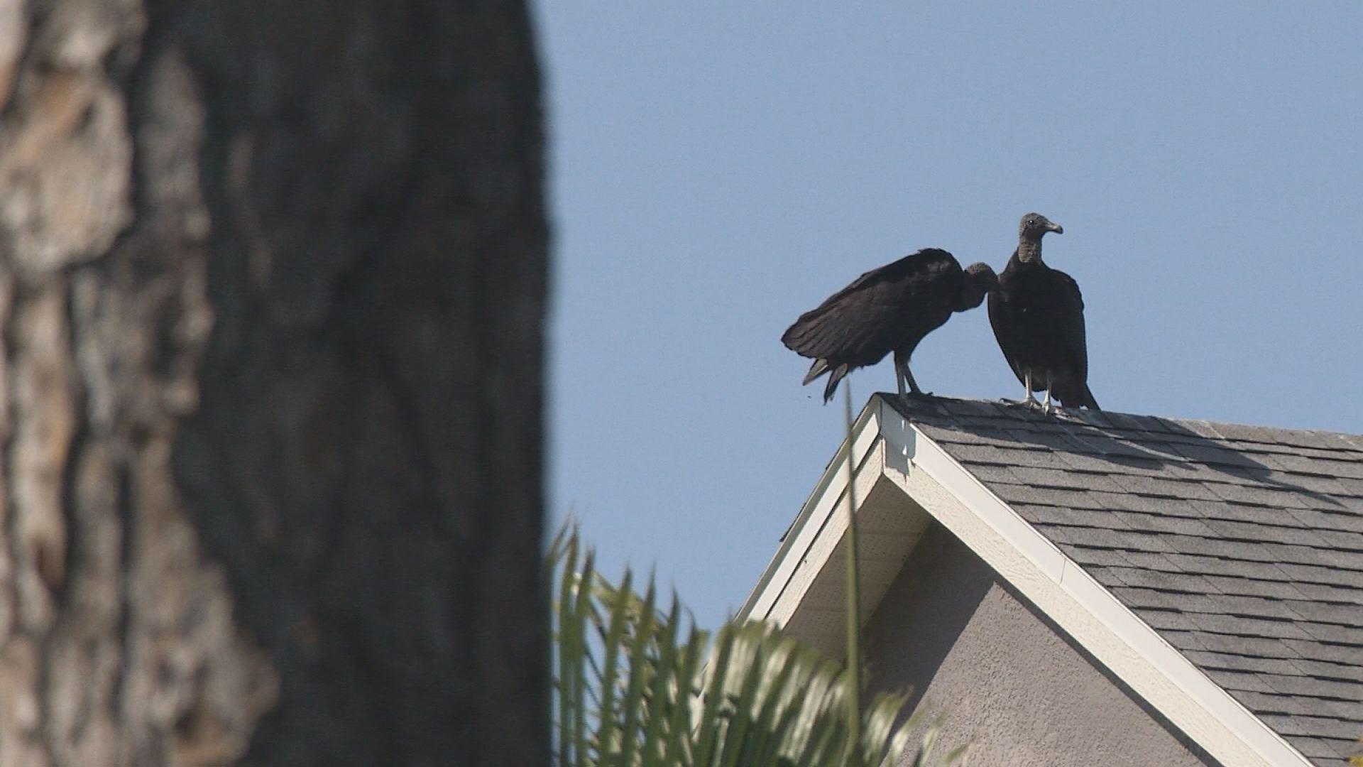 1920x1080 Plan to shoot black vultures in Westchase is upsetting many residents