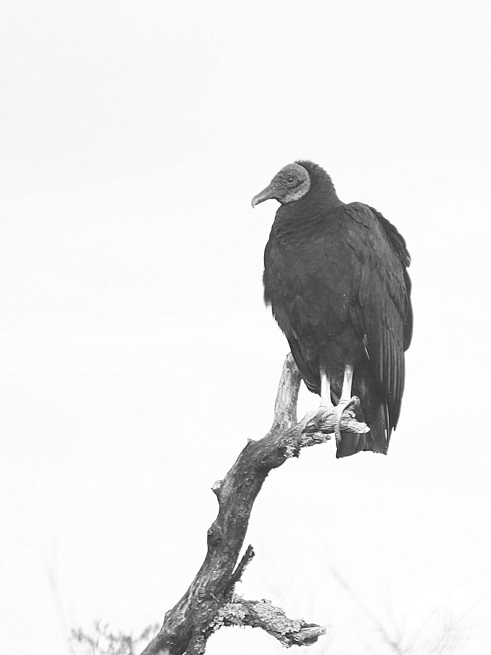 1875x2500 Black Vulture