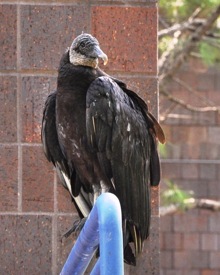 856x1070 How to Tell a Black Vulture from a Turkey Vulture Zen Birdfeeder