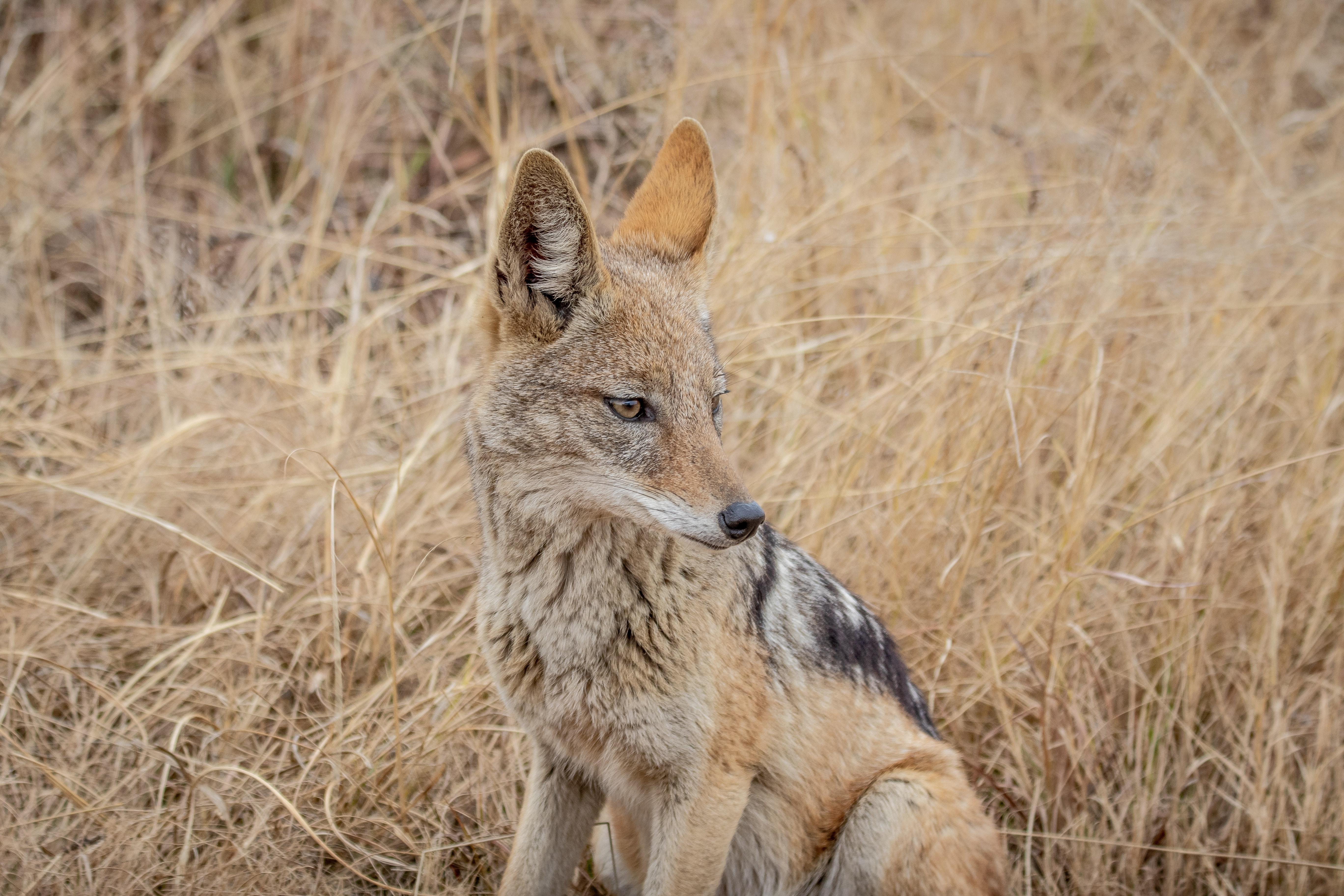 5472x3648 Jackal Photo, Download Free Jackal & HD Image