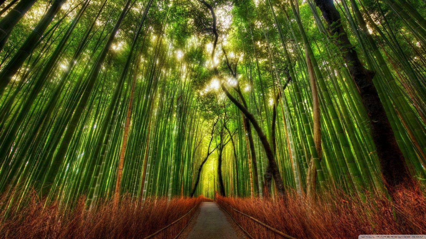 1366x768 Wallpaper