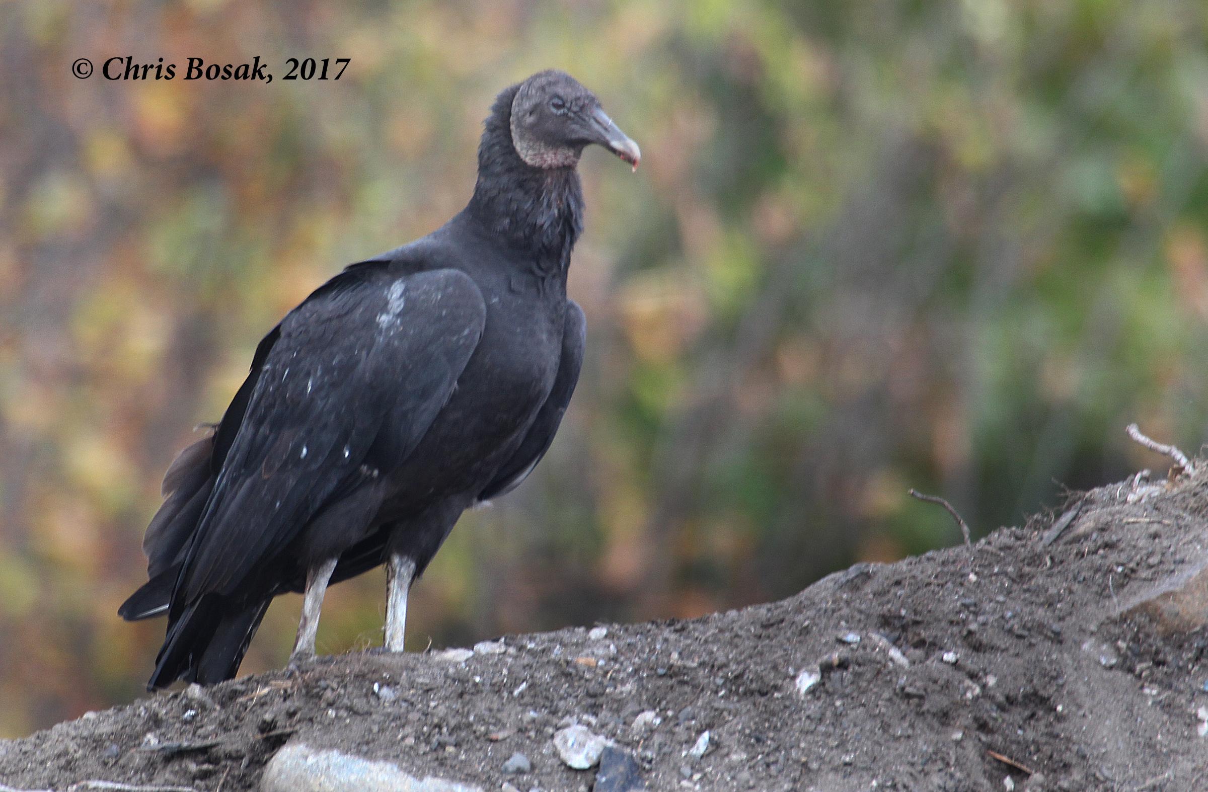 2400x1574 Vultures. Birds of New