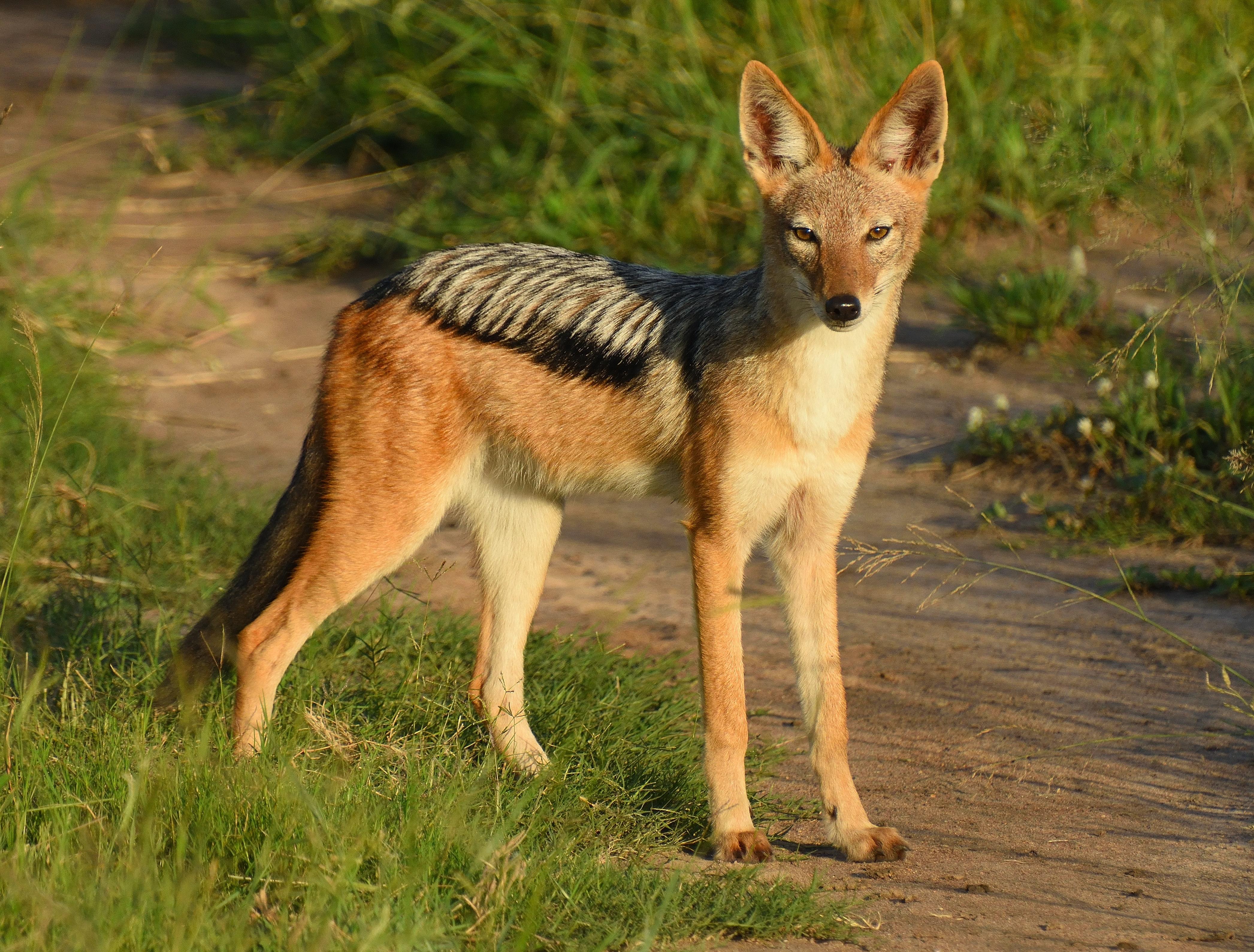4186x3178 Jackal Photo, Download Free Jackal & HD Image