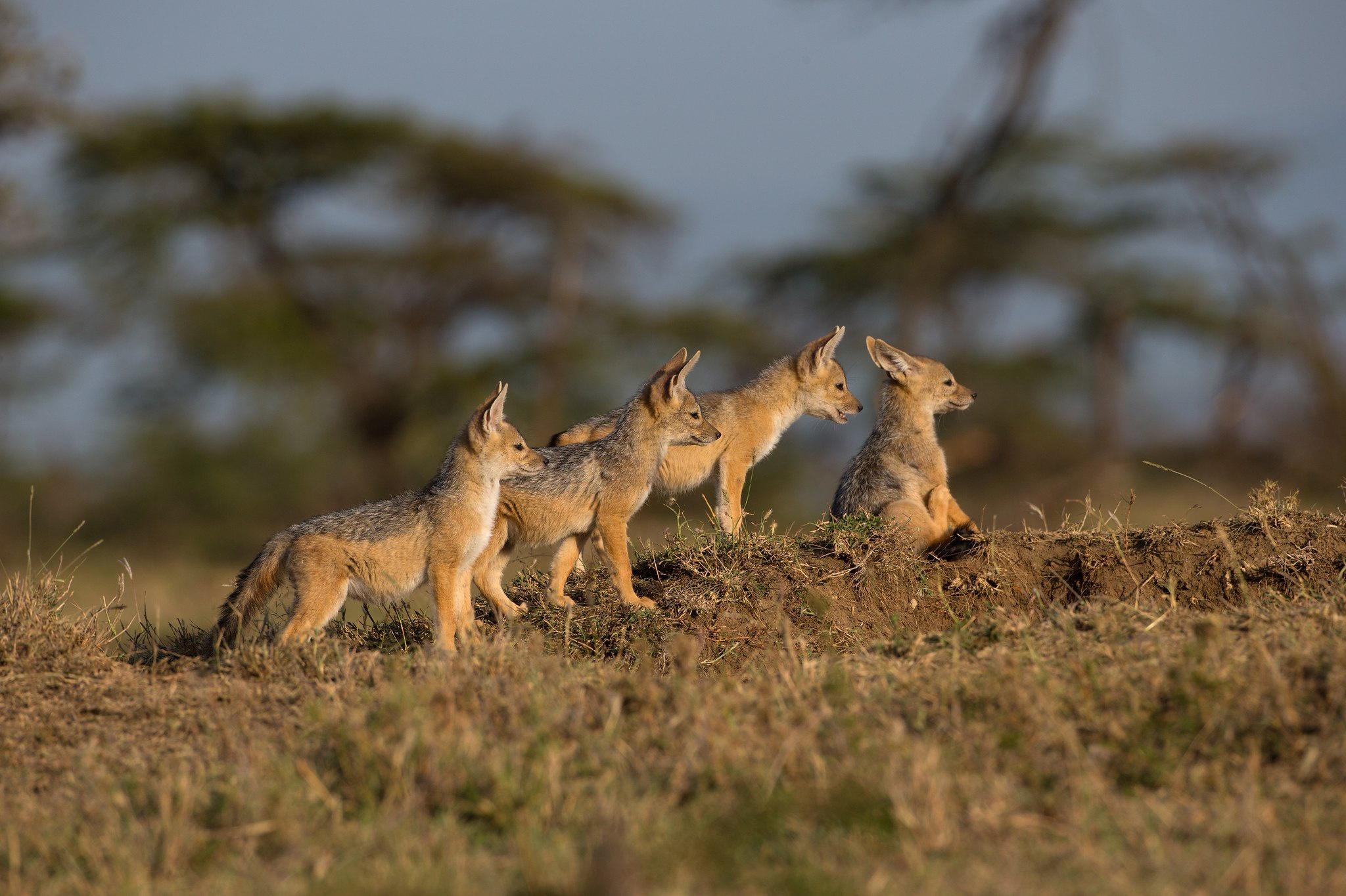 2048x1365 Black Backed Jackal HD Wallpaper Und Hintergründe