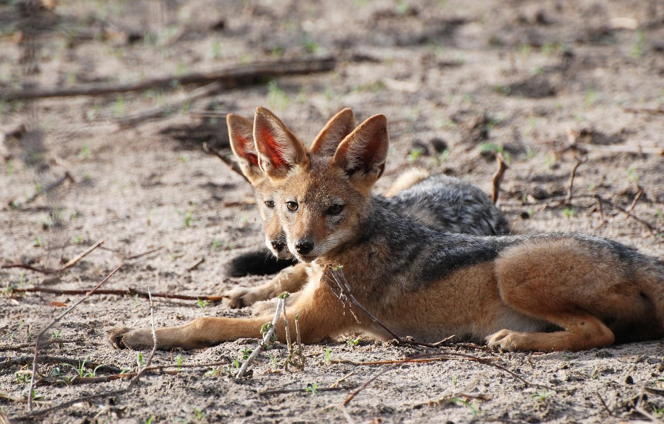 1332x850 Wallpaper animals, nature, jackals image for desktop, section животные