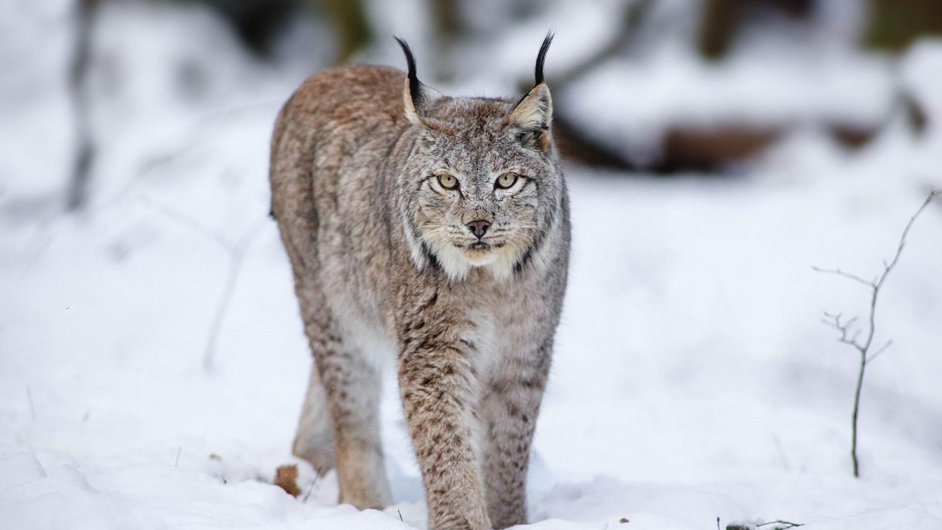 Lynx Snow Wallpapers - Top Free Lynx Snow Backgrounds - WallpaperAccess