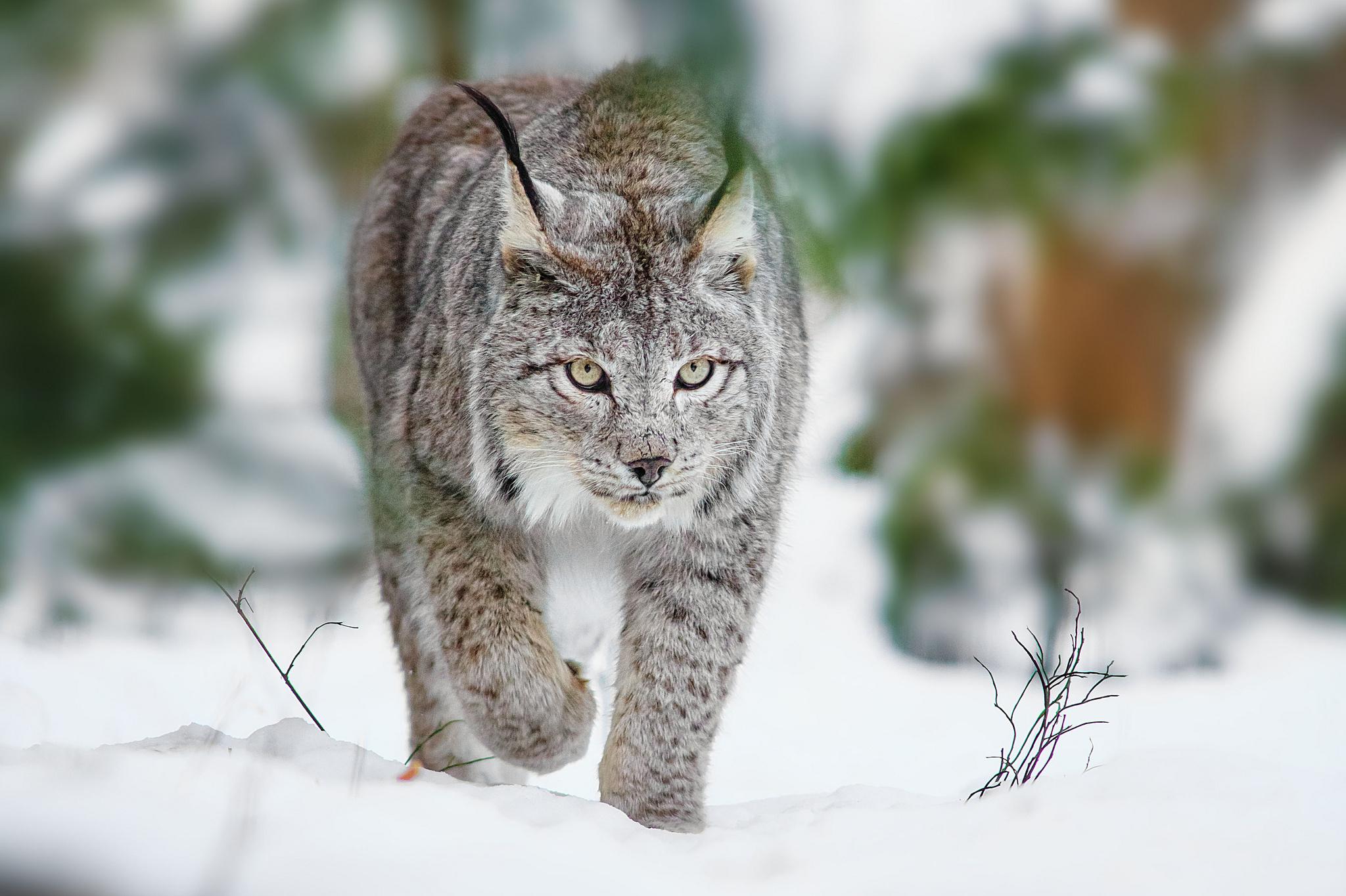 2048x1365 Lynx HD Wallpaper
