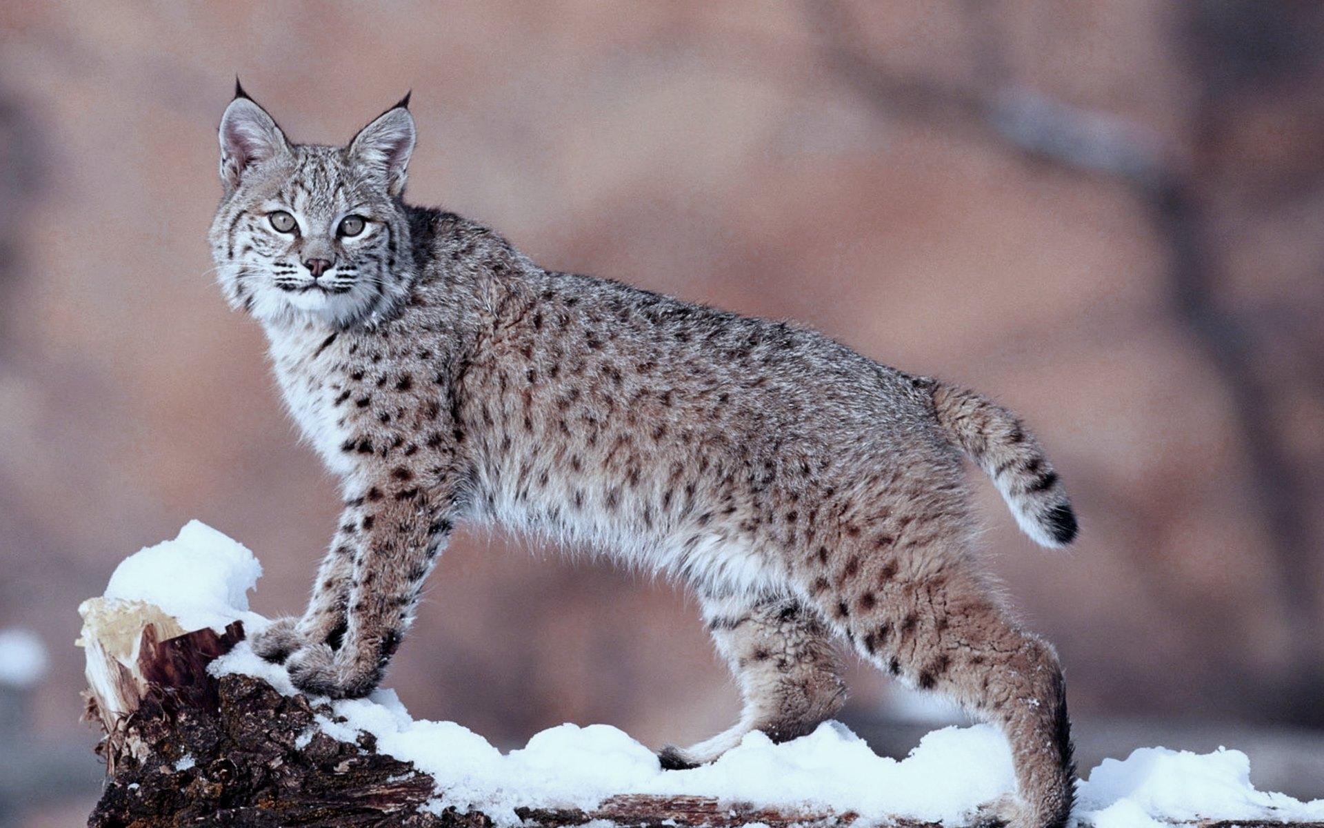 Lynx Snow Wallpapers Top Free Lynx Snow Backgrounds WallpaperAccess