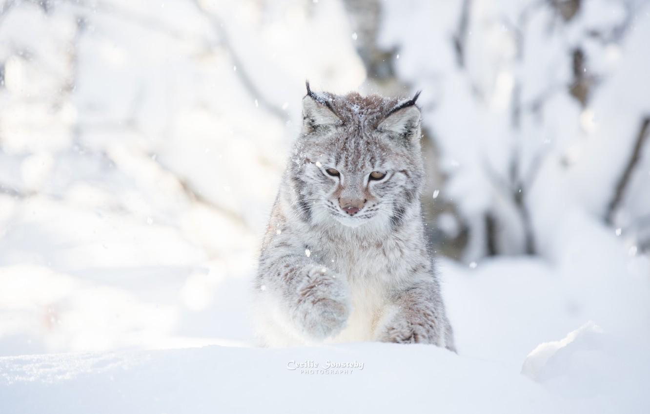 1332x850 Wallpaper winter, cat, snow, snow, day, photographer, white background, lynx, plays, photography, Cecilie Sonsteby image for desktop, section кошки