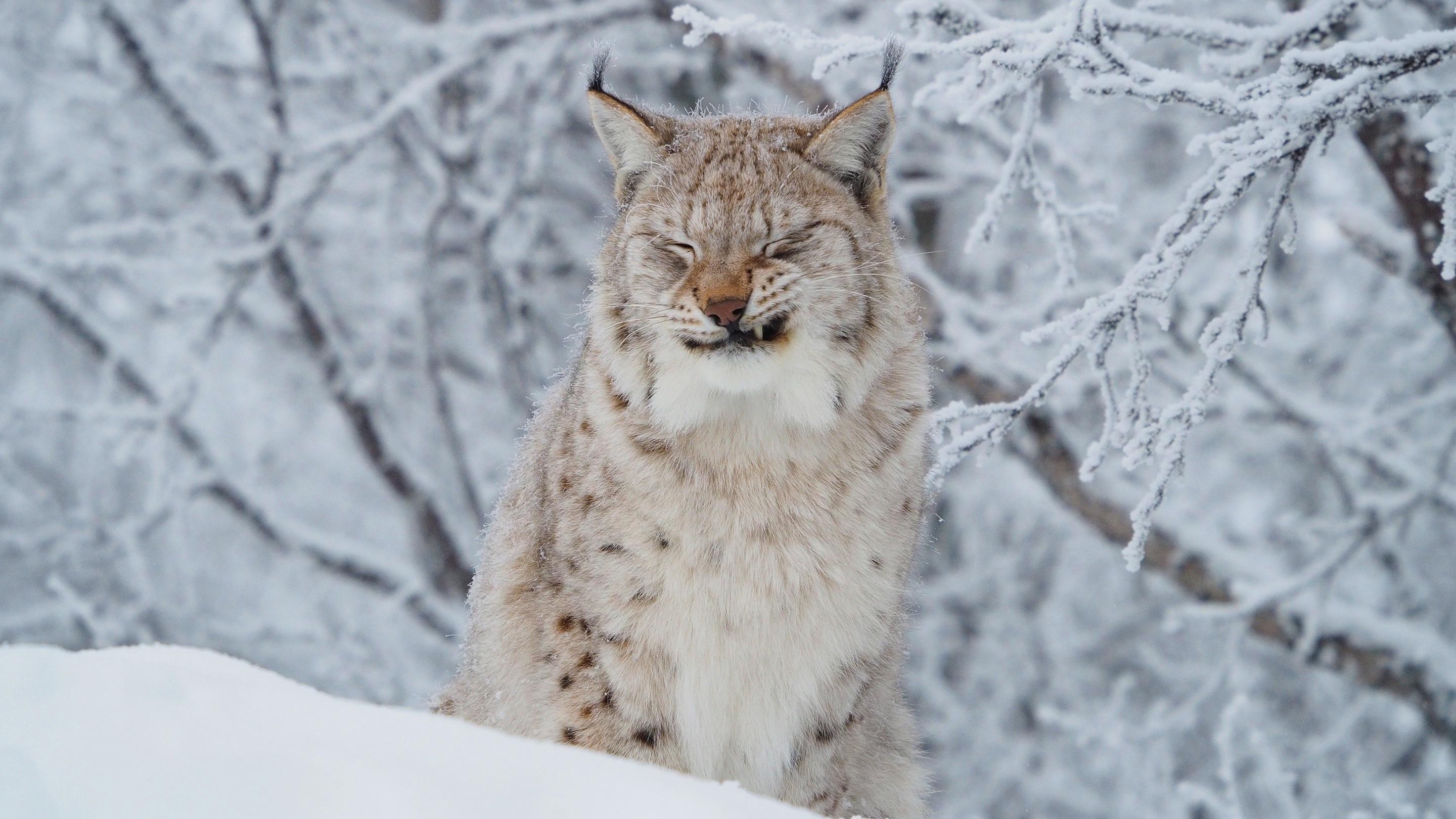 Lynx Snow Wallpapers - Top Free Lynx Snow Backgrounds - WallpaperAccess