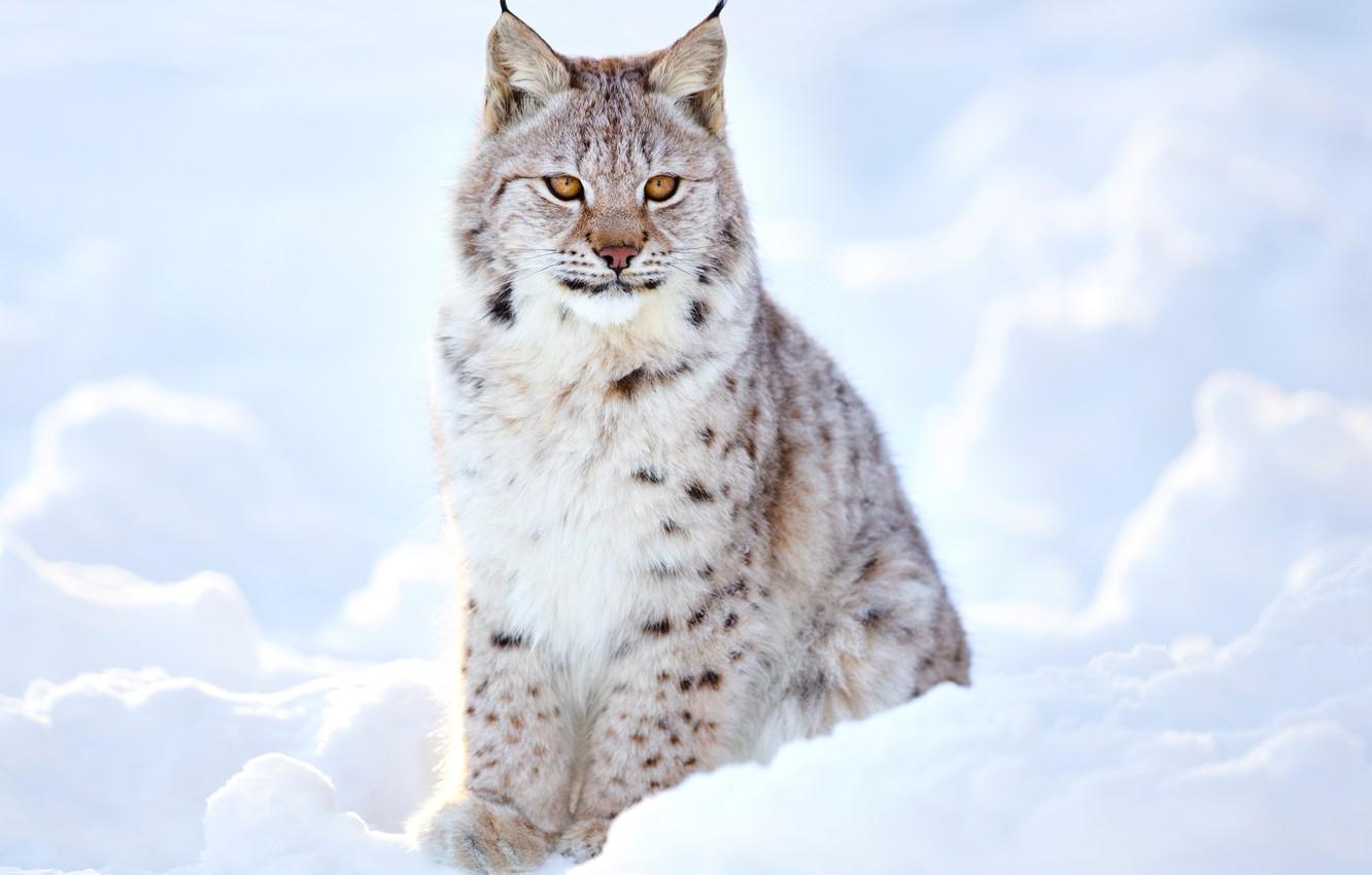 1332x850 Wallpaper winter, blur, lynx, wild cat, animals, nature, bokeh, lynx, travel, wallpaper., my planet, inspects the surrounding area, lynx snow, cold frost, predator hunter, beautiful white grey brown image for desktop, section