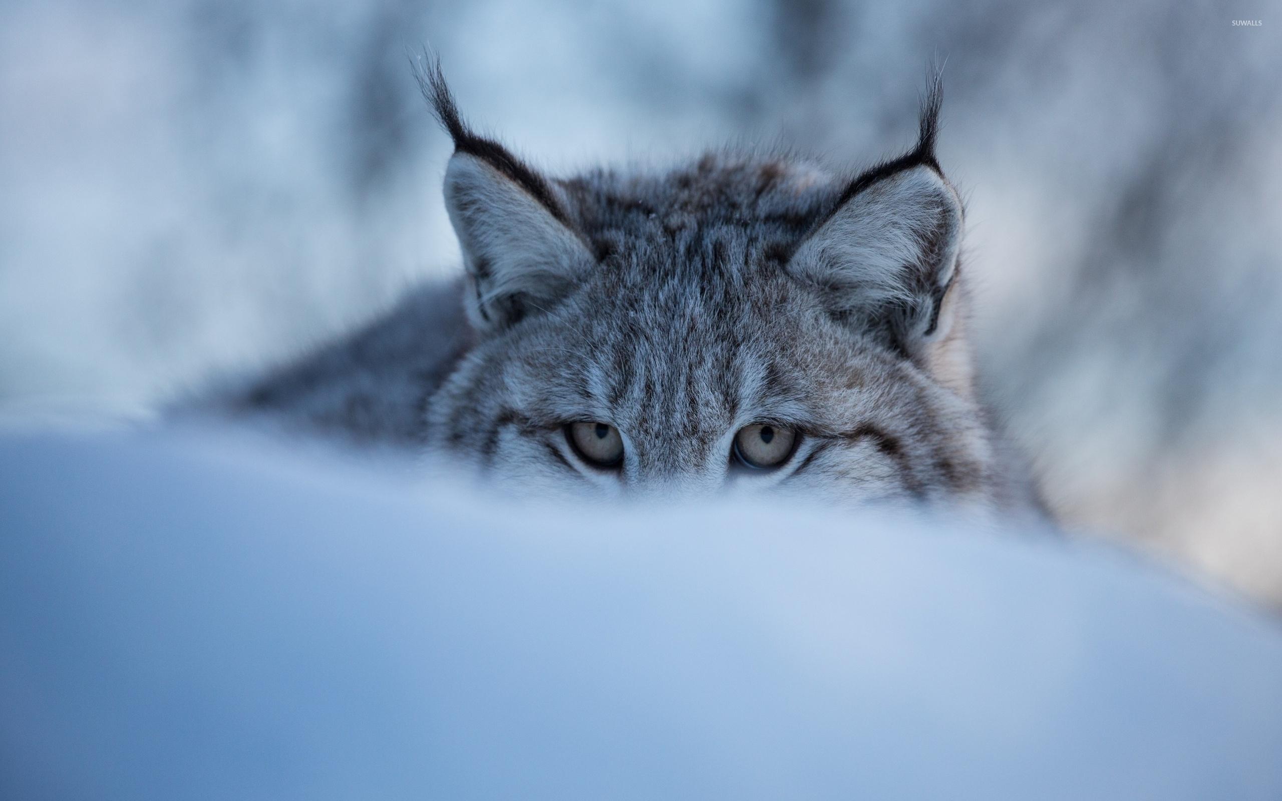 2560x1600 Lynx hiding in the snow wallpaper wallpaper