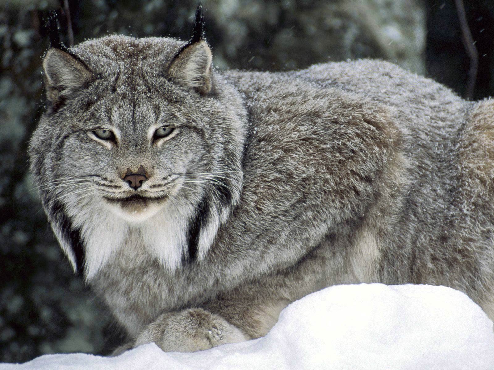 Desktop Wallpaper Lynx Family Wild Animals Hd Image Picture  Background 4ee333