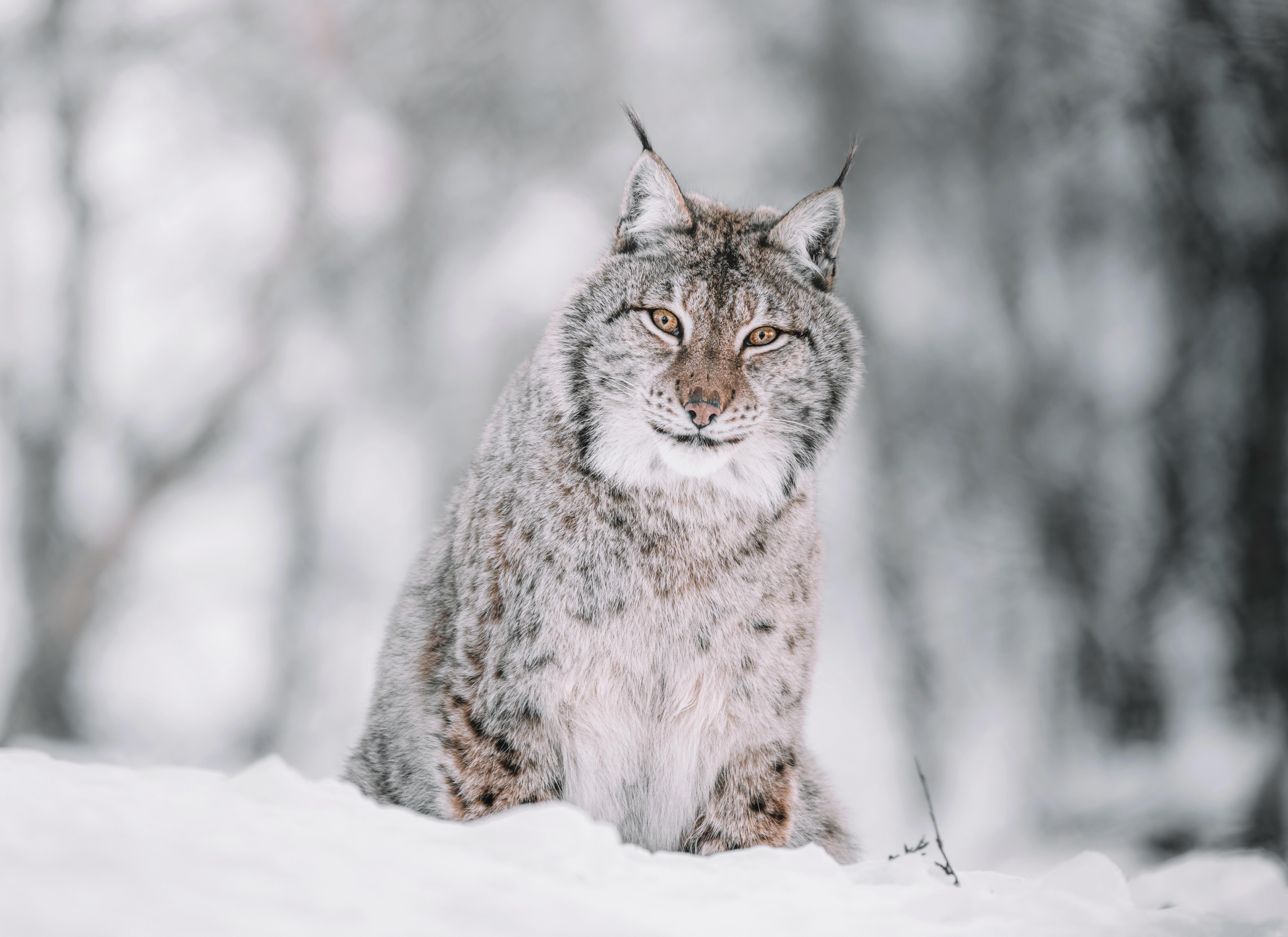 7999x5820 4K Lynx Wallpaper and Background Image