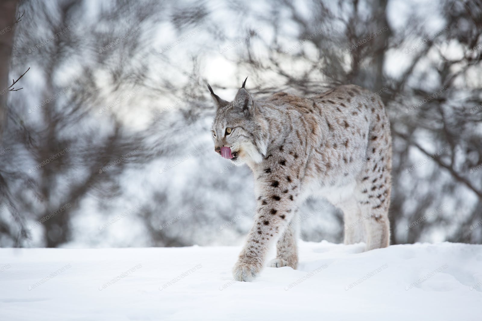 Lynx Snow Wallpapers - Top Free Lynx Snow Backgrounds - WallpaperAccess