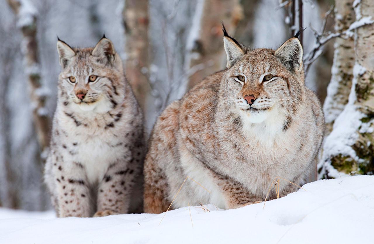 1280x835 Photo Lynx Big cats Snow Animals