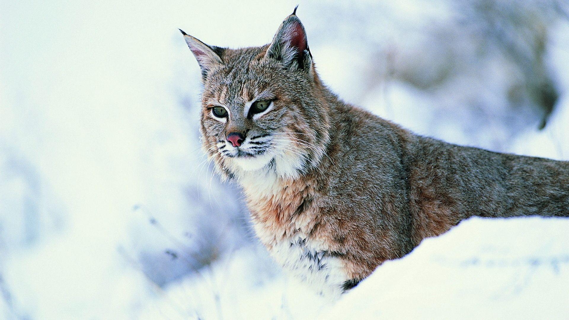 1920x1080 Wallpaper snow predator big cat lynx. Wild cats, Big cats, Cats