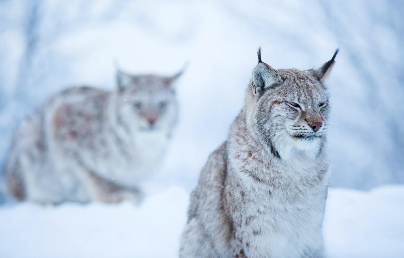 1332x850 Wallpaper winter, forest, cat, face, snow, background, snow, two, lynx, sitting, lynx, dissatisfaction, wild image for desktop, section кошки
