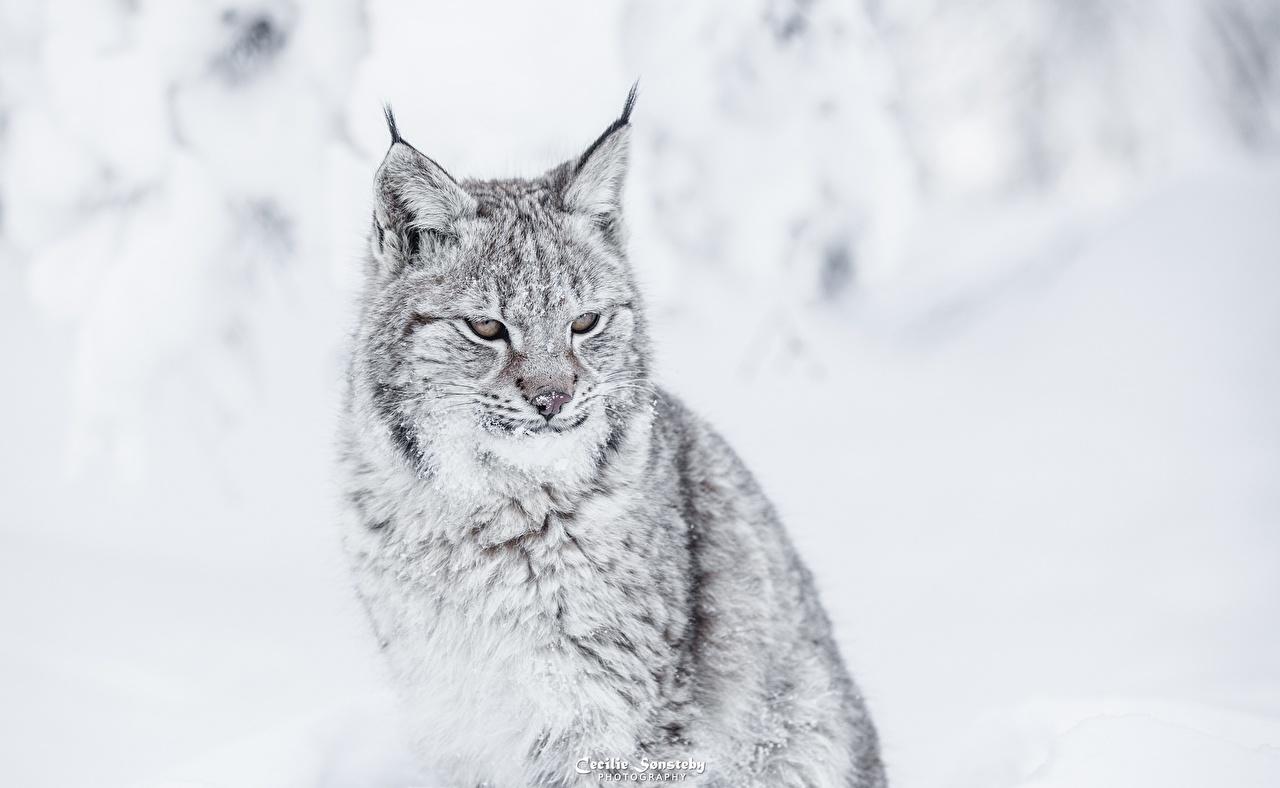 1280x788 Photo Lynx Snow Animals