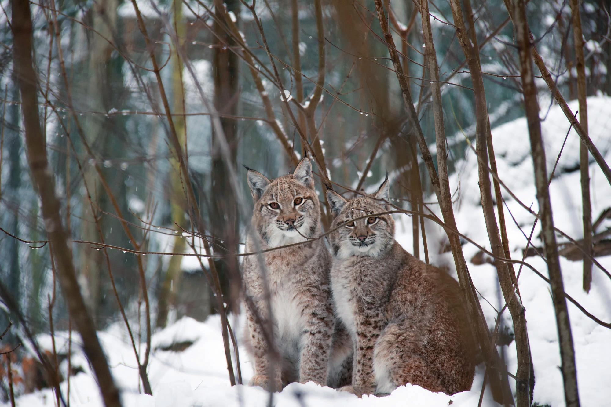 Lynx Snow Wallpapers - Top Free Lynx Snow Backgrounds - WallpaperAccess