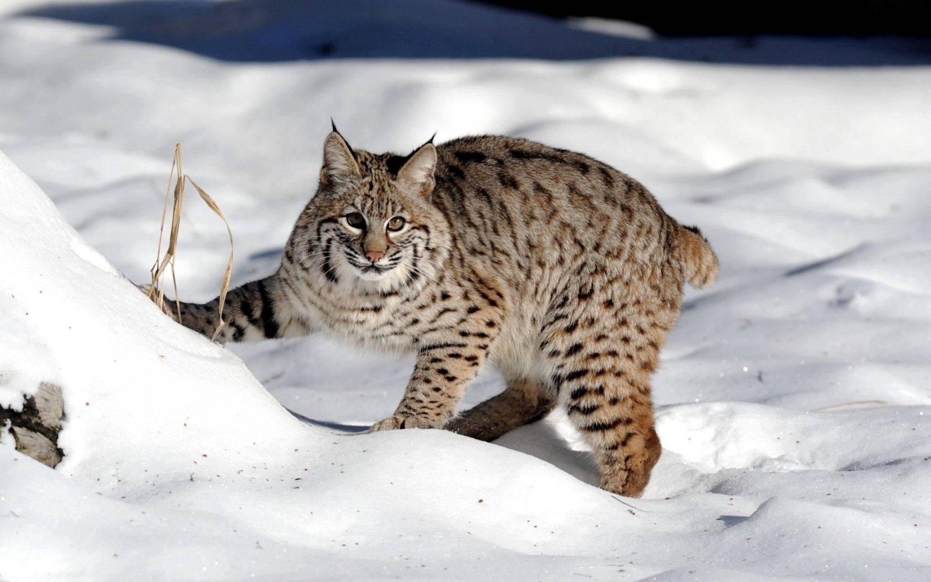 1920x1200 Download Snow, Forest, Lynx, Cat Wallpaper
