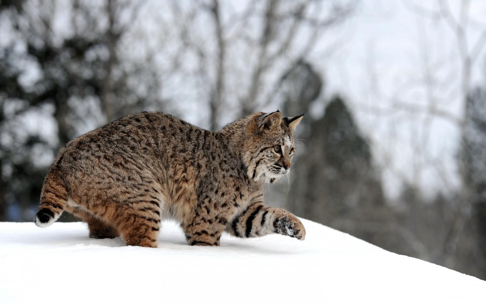 1920x1200 Snow animals lynx wallpaperx1200