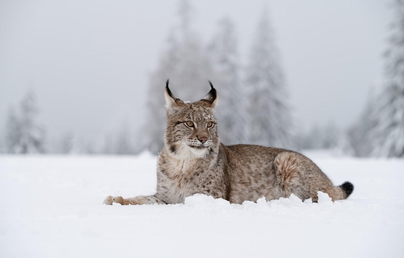 1332x850 Wallpaper winter, snow, ate, lies, lynx image for desktop, section кошки