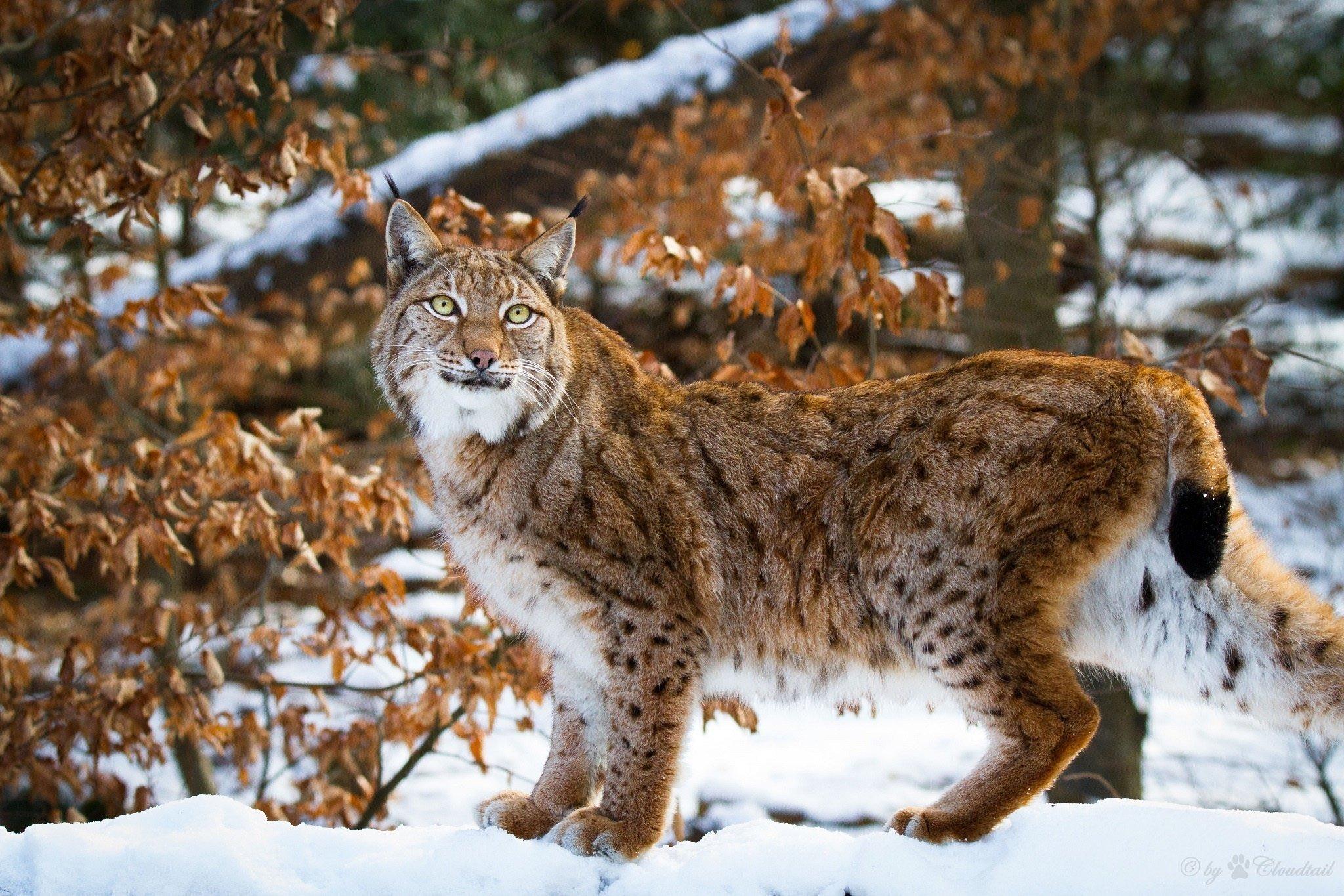 Lynx Snow Wallpapers - Top Free Lynx Snow Backgrounds - WallpaperAccess