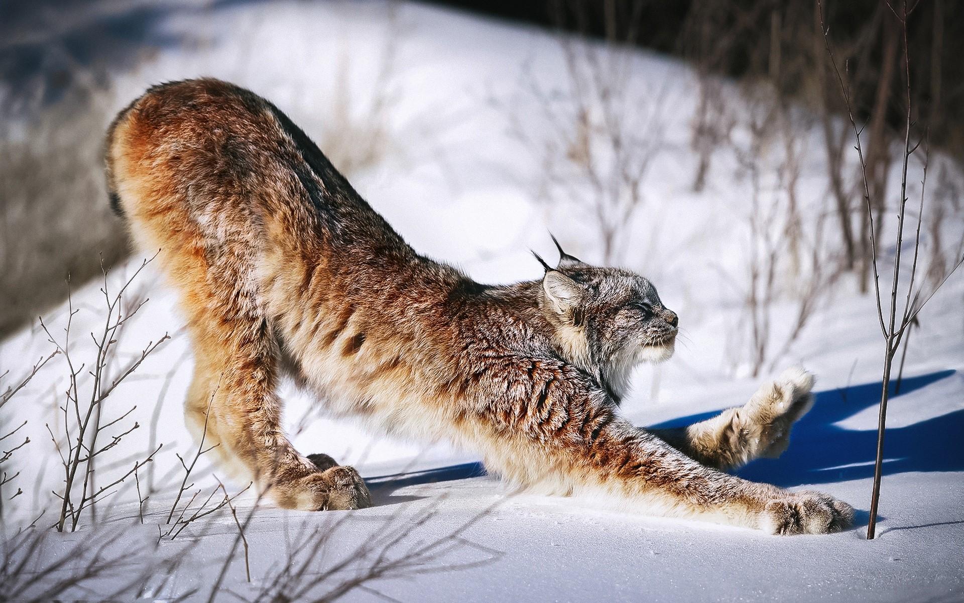 1920x1200 Wallpaper / winter, snow, big cats, animals, mammals, lynx, stretching free download