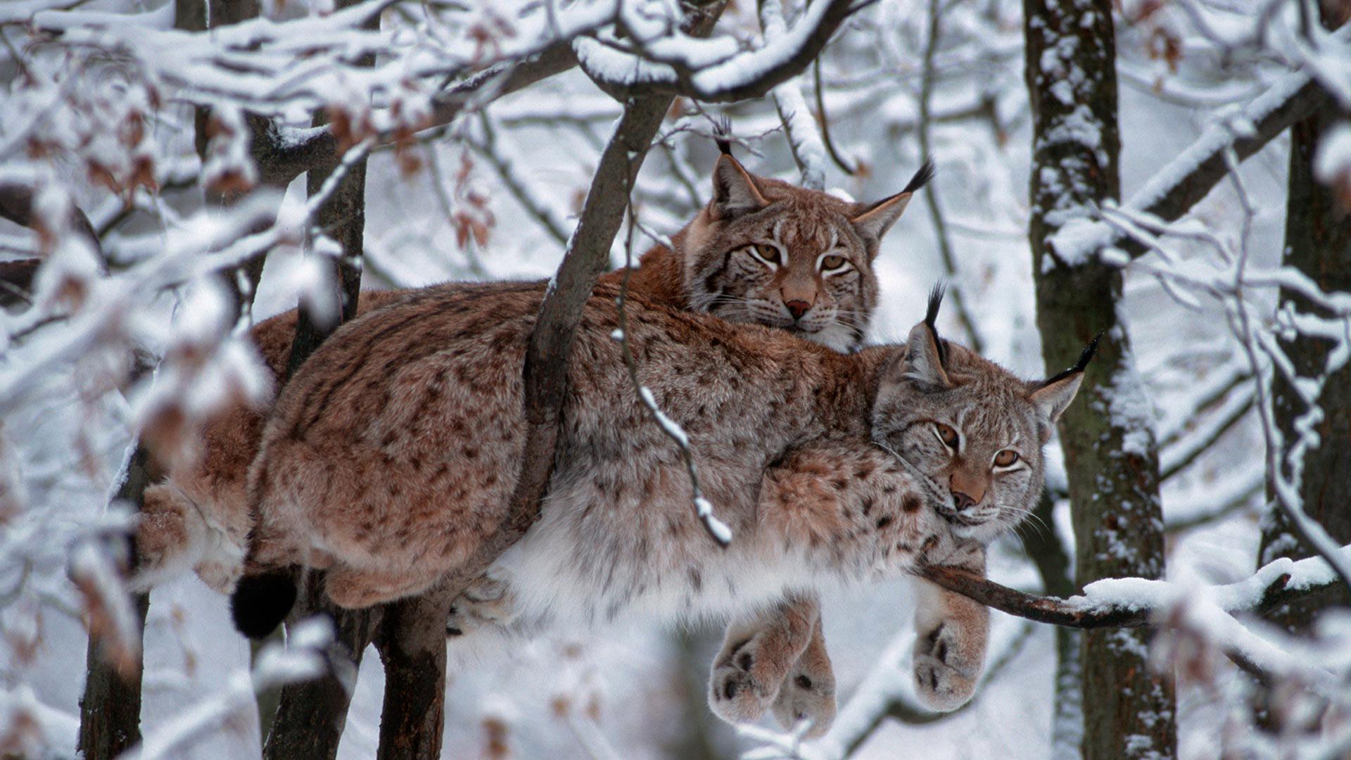 1920x1080 #snow, #mammals, #trees, #animals, #Bobcat wallpaper Gallery HD Wallpaper