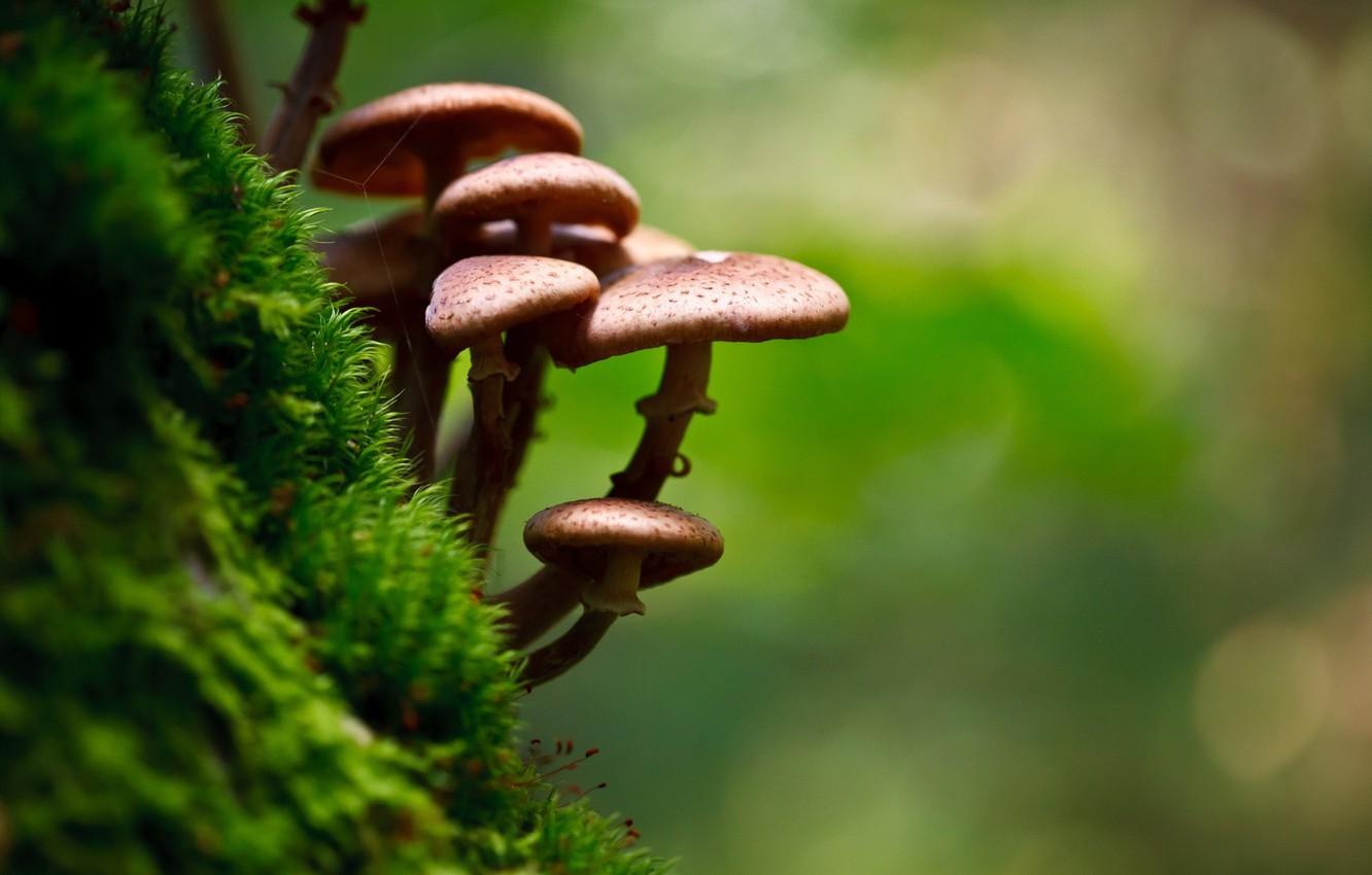 1332x850 Wallpaper photography, nature, macro, moss, Mushrooms image for desktop, section макро