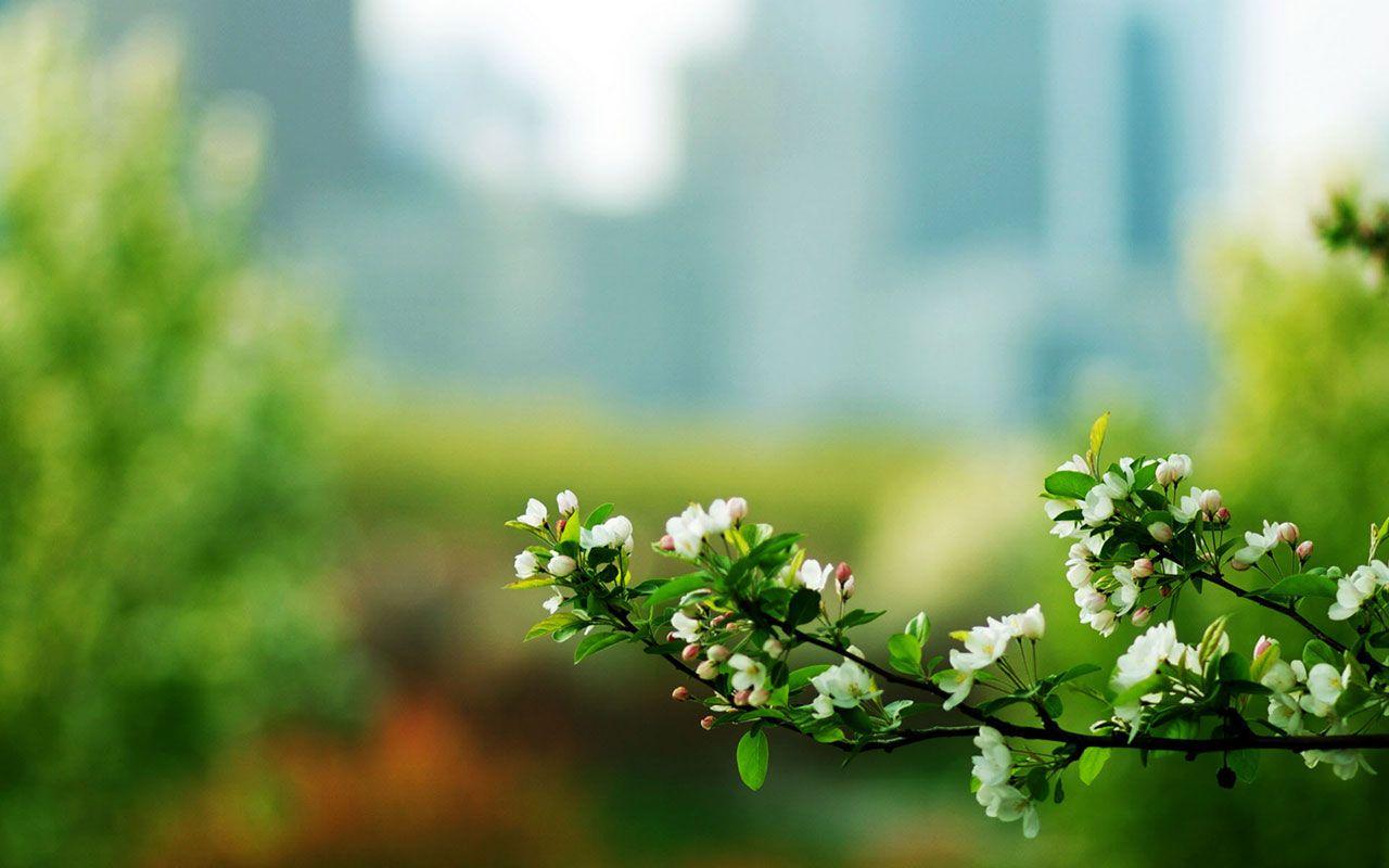 1280x800 Flower Natural Macro Photography
