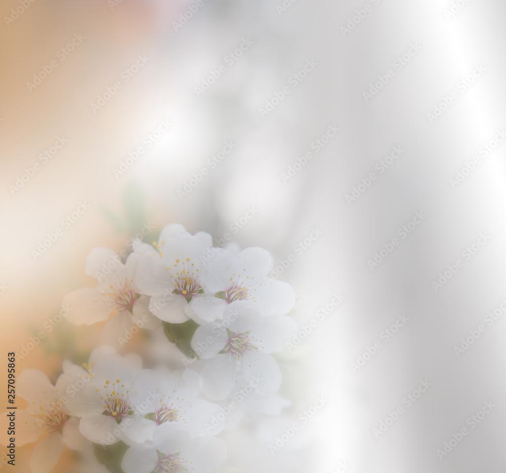 1000x934 Beautiful Nature Background.Colorful Artistic Wallpaper.Natural Macro Photography.Beauty in Nature.Creative Floral Art.Tranquil nature closeup view.Blurred space for your text.Abstract Spring Flower