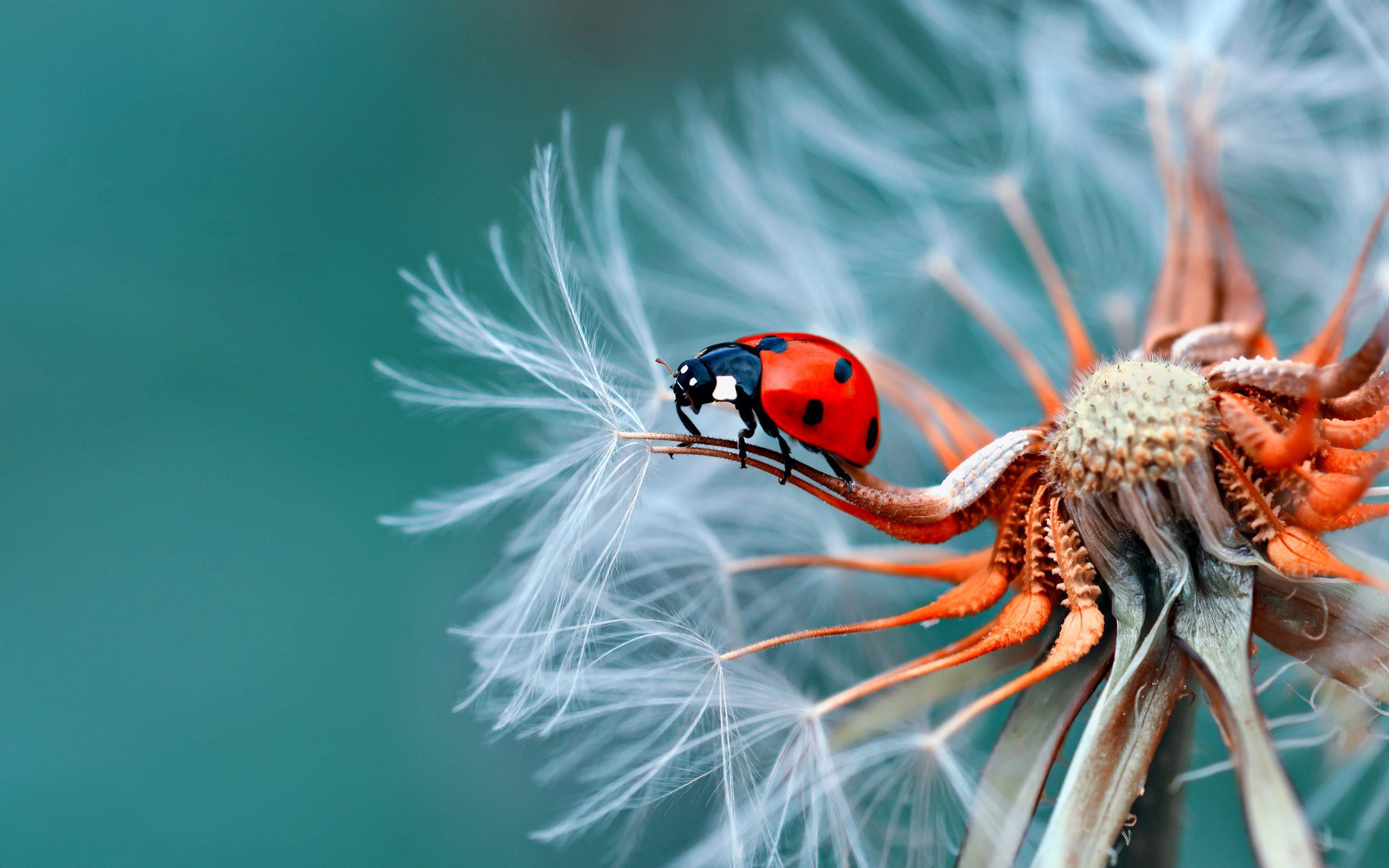 2560x1600 Insect Bubamara On Dandelion Macro Photography Ultra HD Wallpaper For Desktop Mobile Phones And Lap×2400 • Wallpaper For You