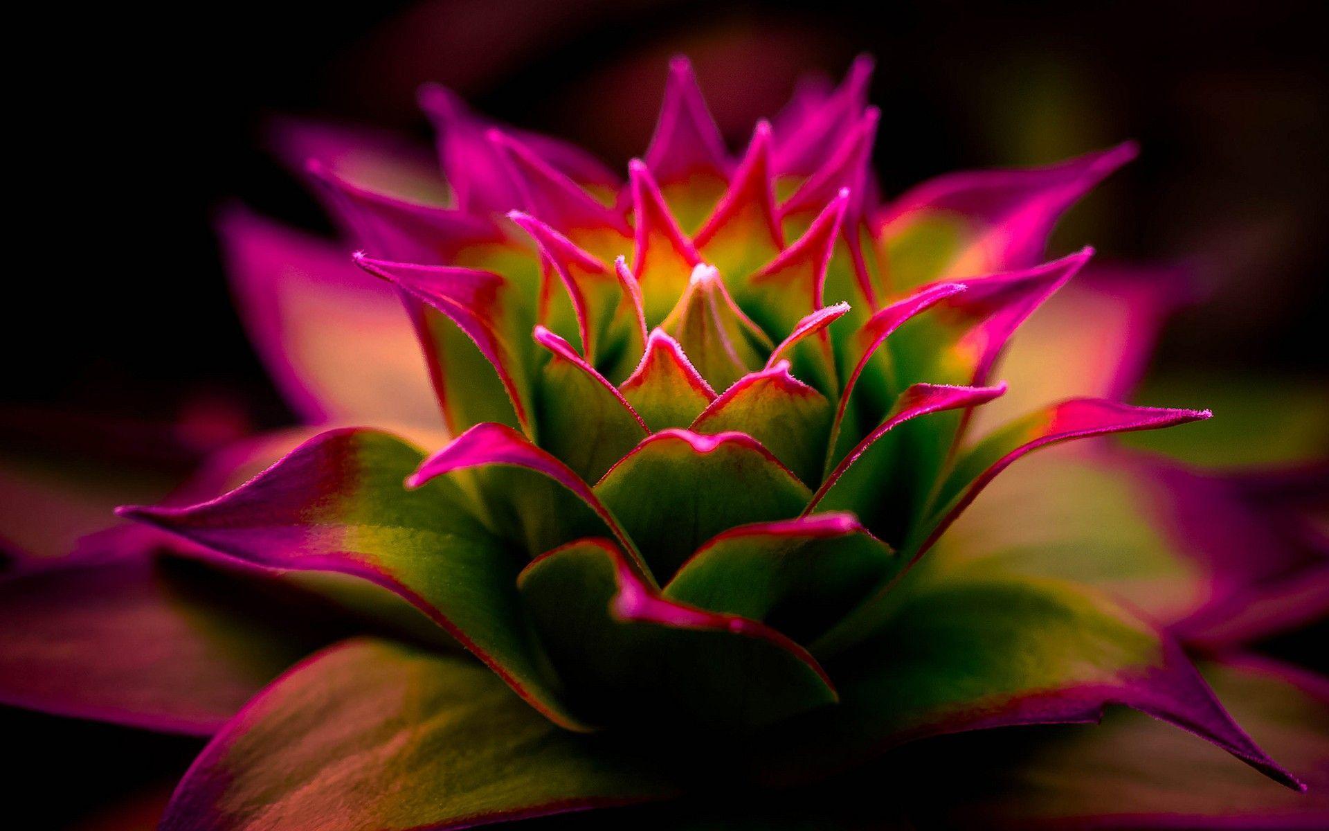 1920x1200 Flowers Macro Nature Blurred Wallpaper