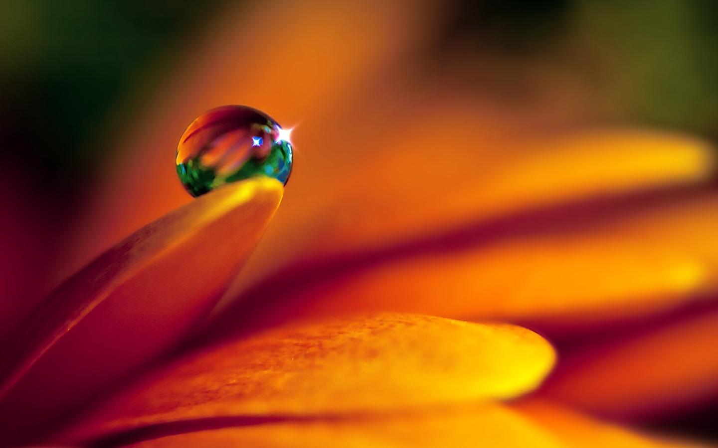 1440x900 HD Macro Wallpaper
