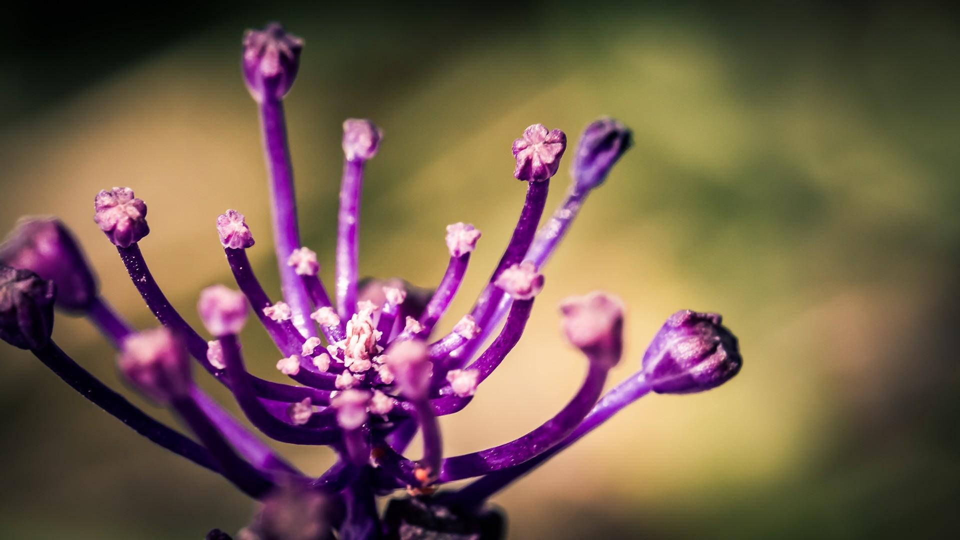 1920x1080 Nature Background free download