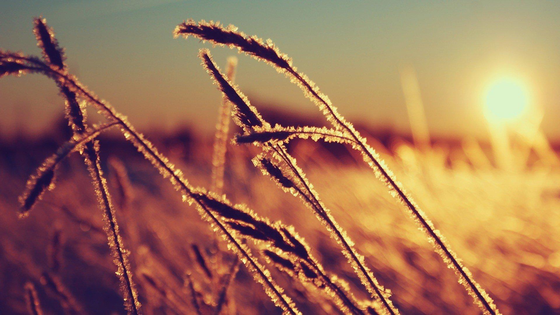 1920x1080 sunset, Nature, Corn, Macro Wallpaper HD / Desktop and Mobile Background