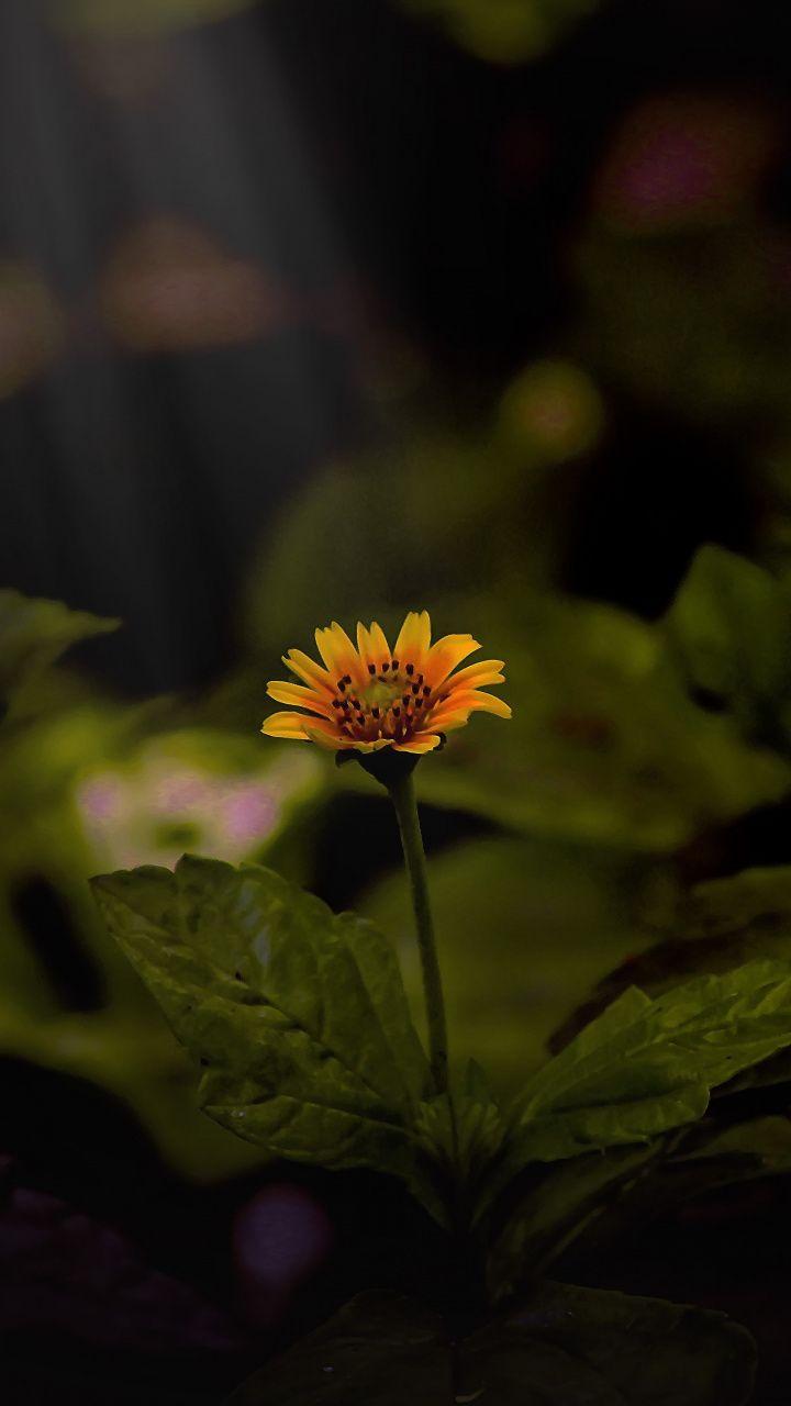 720x1280 Yellow daisy, sunlight, plant, portrait, 720x1280 wallpaper. Wallpaper nature flowers, Flowers photography, Beautiful nature wallpaper
