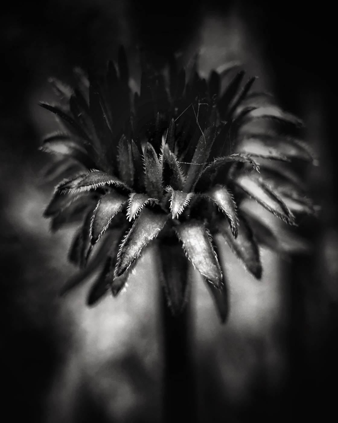 1120x1400 Tips For Fascinating Nature Macro Photography On iPhone