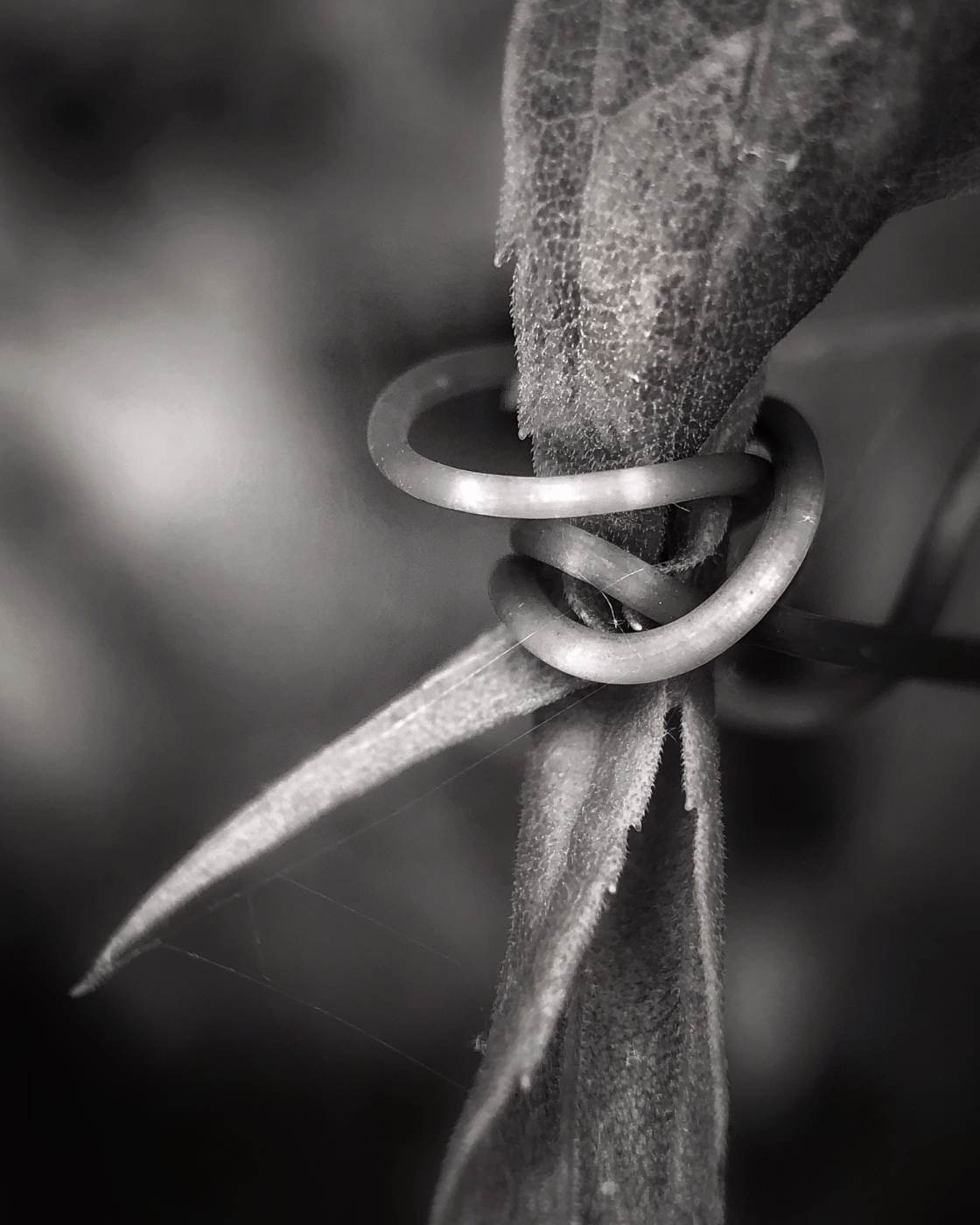 1120x1400 Tips For Fascinating Nature Macro Photography On iPhone