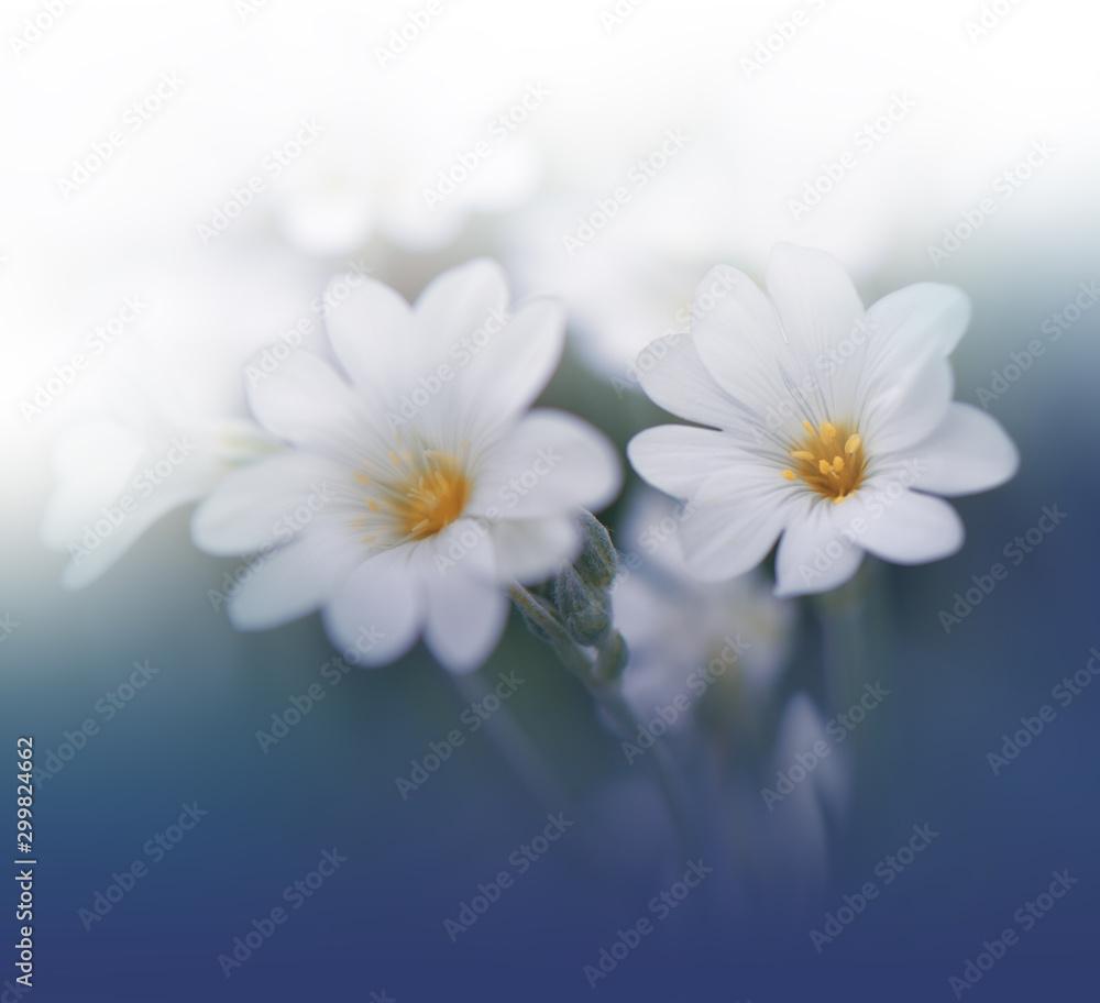1000x912 Beautiful Blue Nature Background.Colorful Artistic Wallpaper.Natural Macro Photography.Beauty in Nature.Creative Floral Art.Tranquil nature closeup view.Blurred space for your text.Abstract Photo.Love