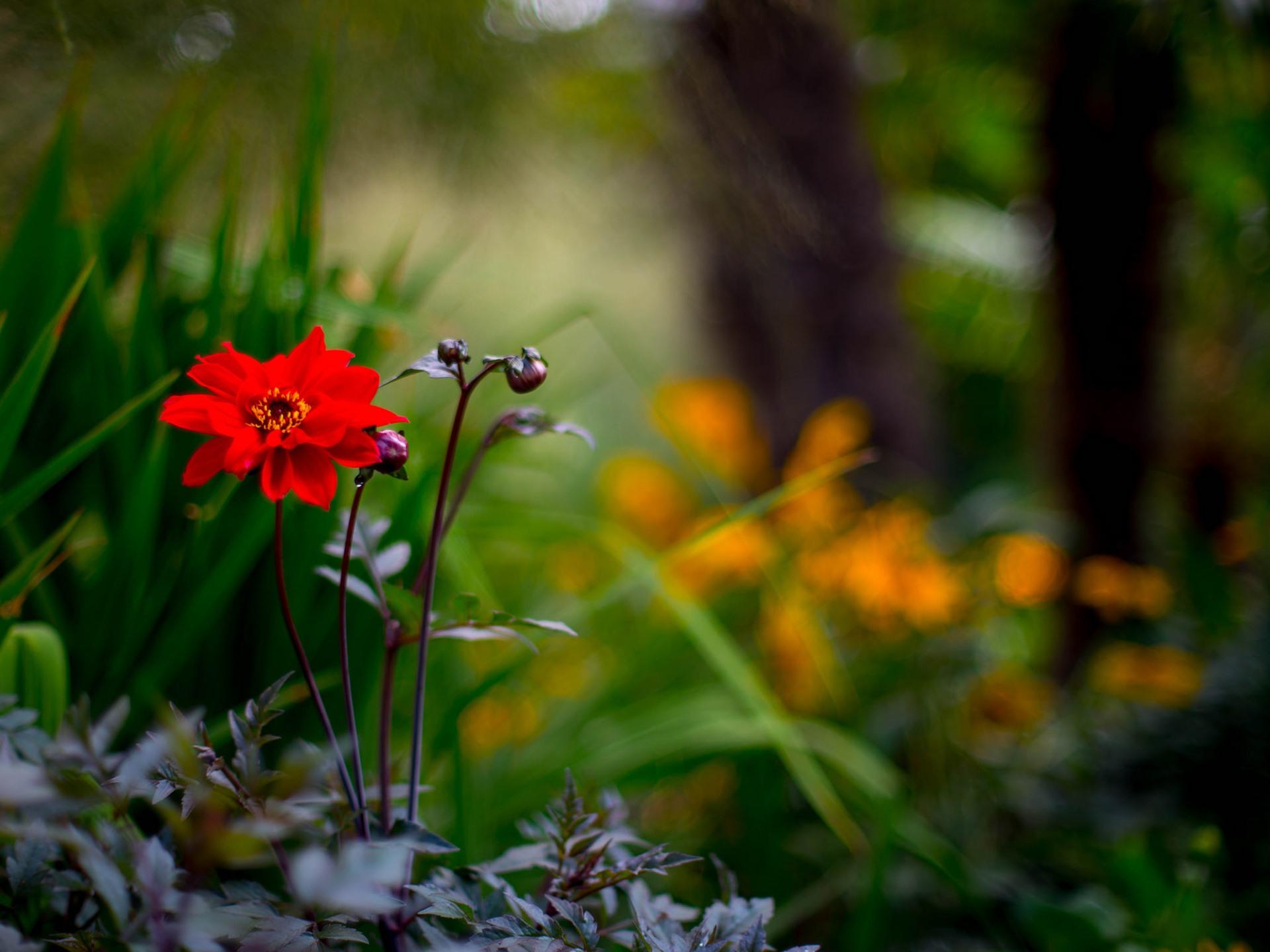 1920x1440 Wallpaper Red flower macro photography, bushes, nature 1920x1440 HD Picture, Image