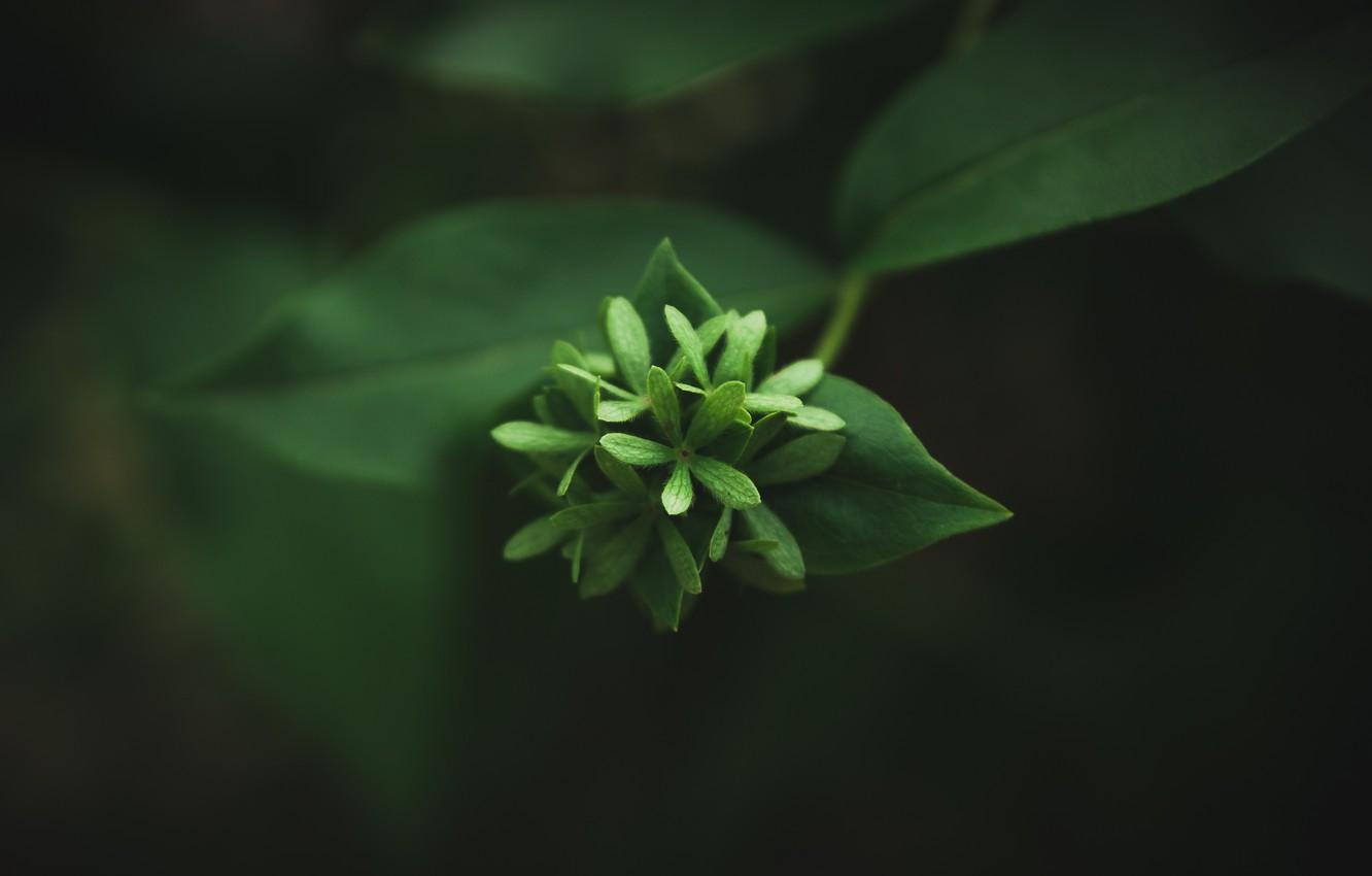 1332x850 Wallpaper flower, macro, nature, background, minimalism, flower, minimalism, nature, macro image for desktop, section макро
