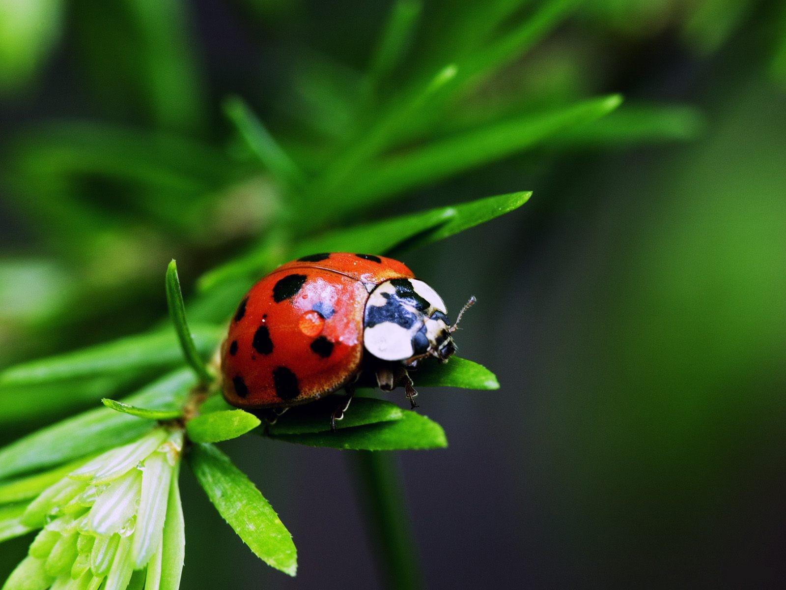1600x1200 wallpaper bugs, ladybug, insect, macro photography, nature, beetle