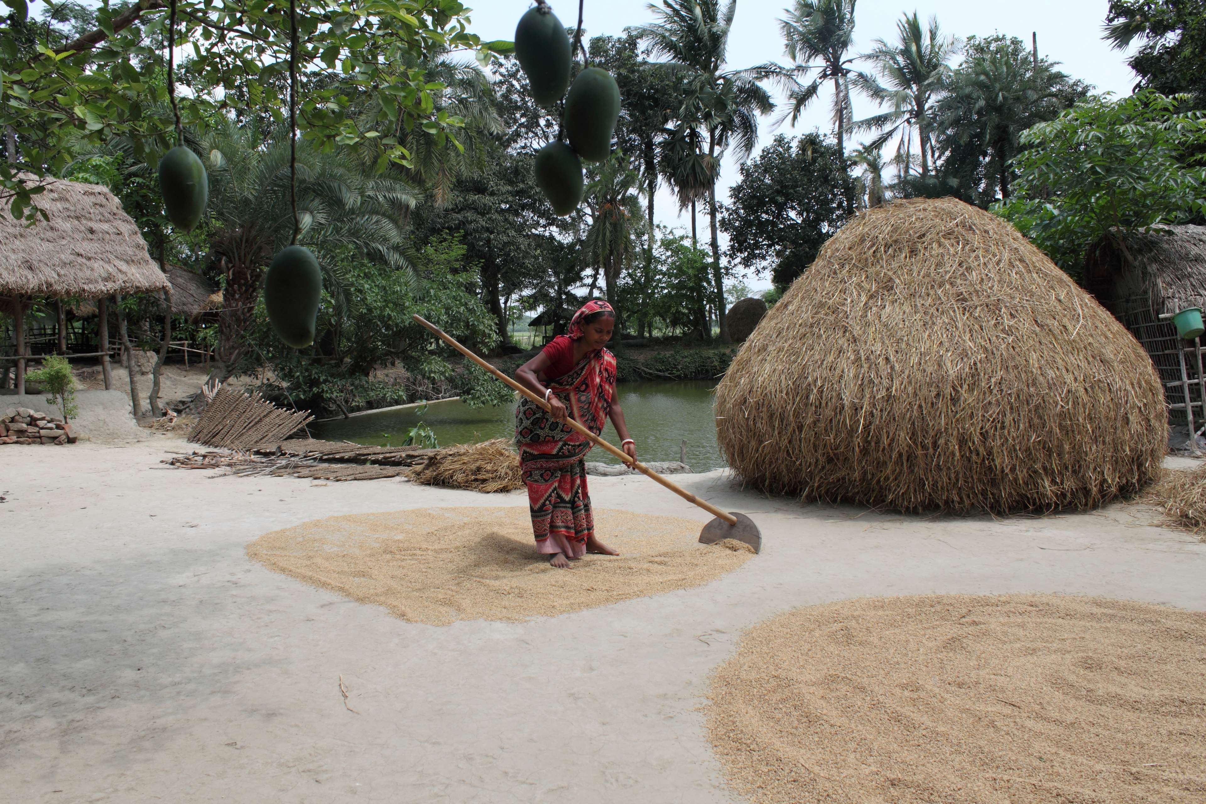 3840x2560 bangladesh, canal, fisherman, flower, nature, paddy rice, river, rural, sky, tree, village, woman worker 4k wallpaper
