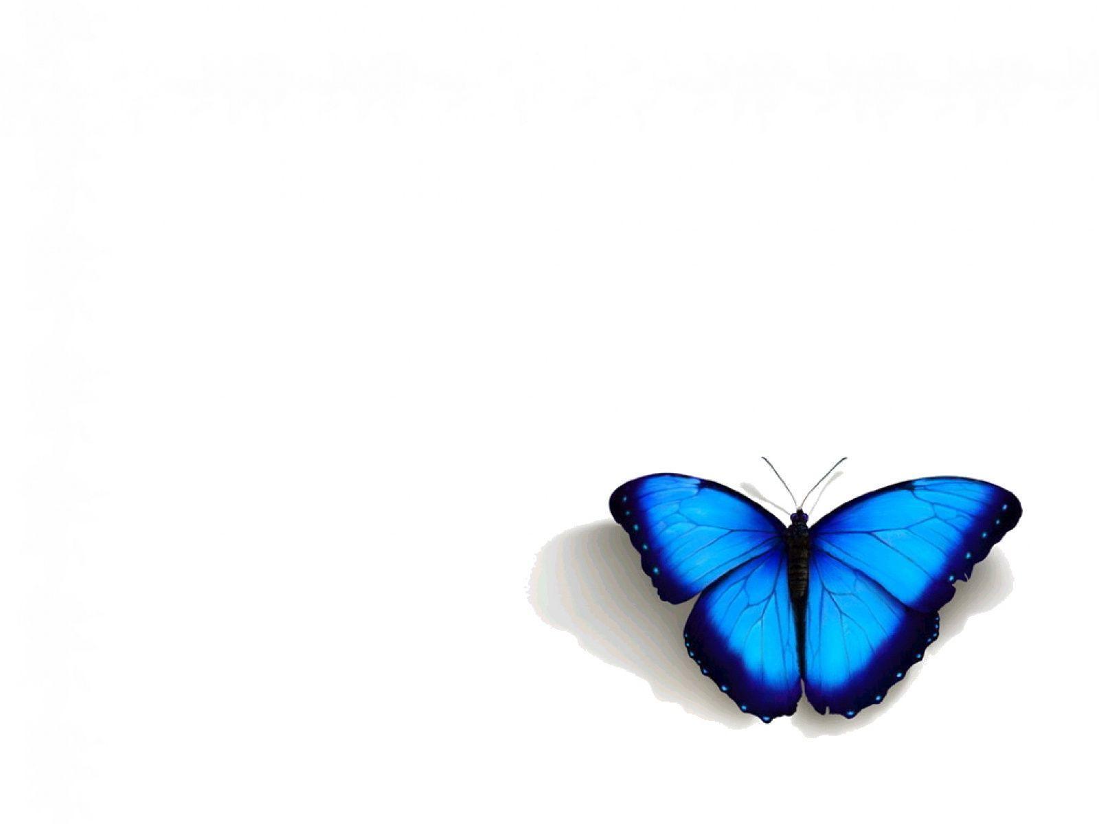 1600x1200 blue butterfly HD wallpaper