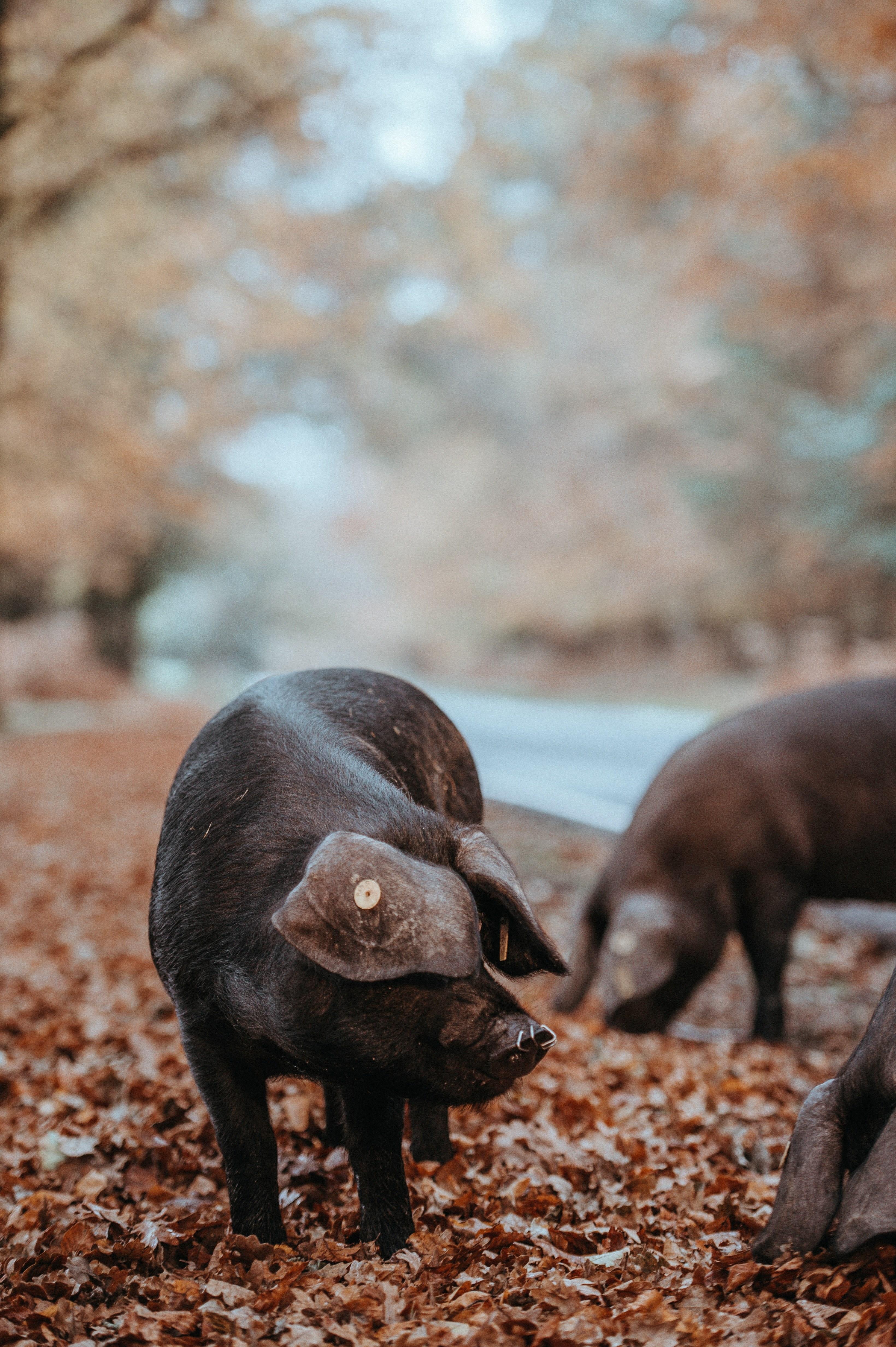 3280x4928 Wallpaper / foraging black pig in autumn 4k wallpaper free download