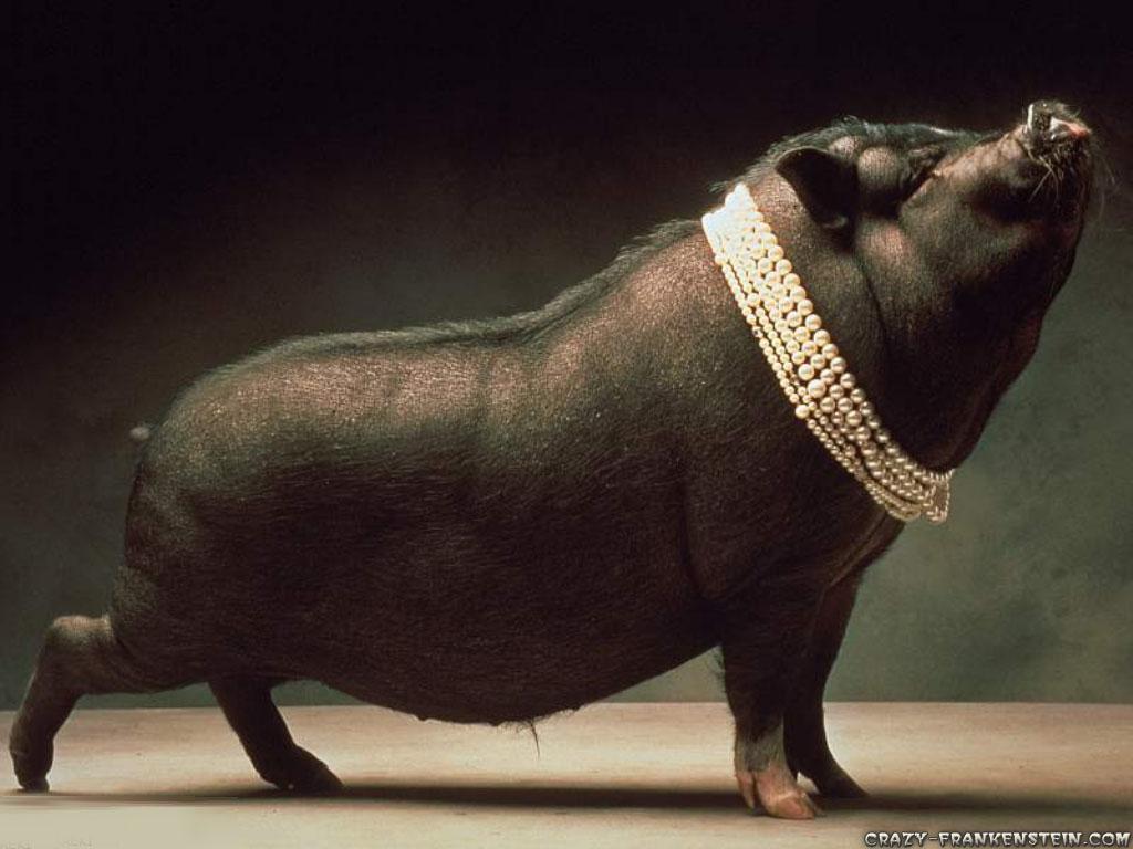 1024x768 Pig Black Wallpaper